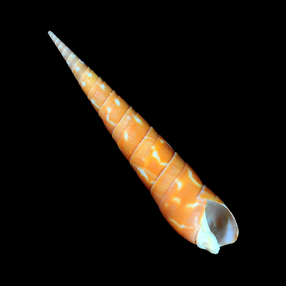 Oxymeris dimidiata (Linnaeus, 1758)