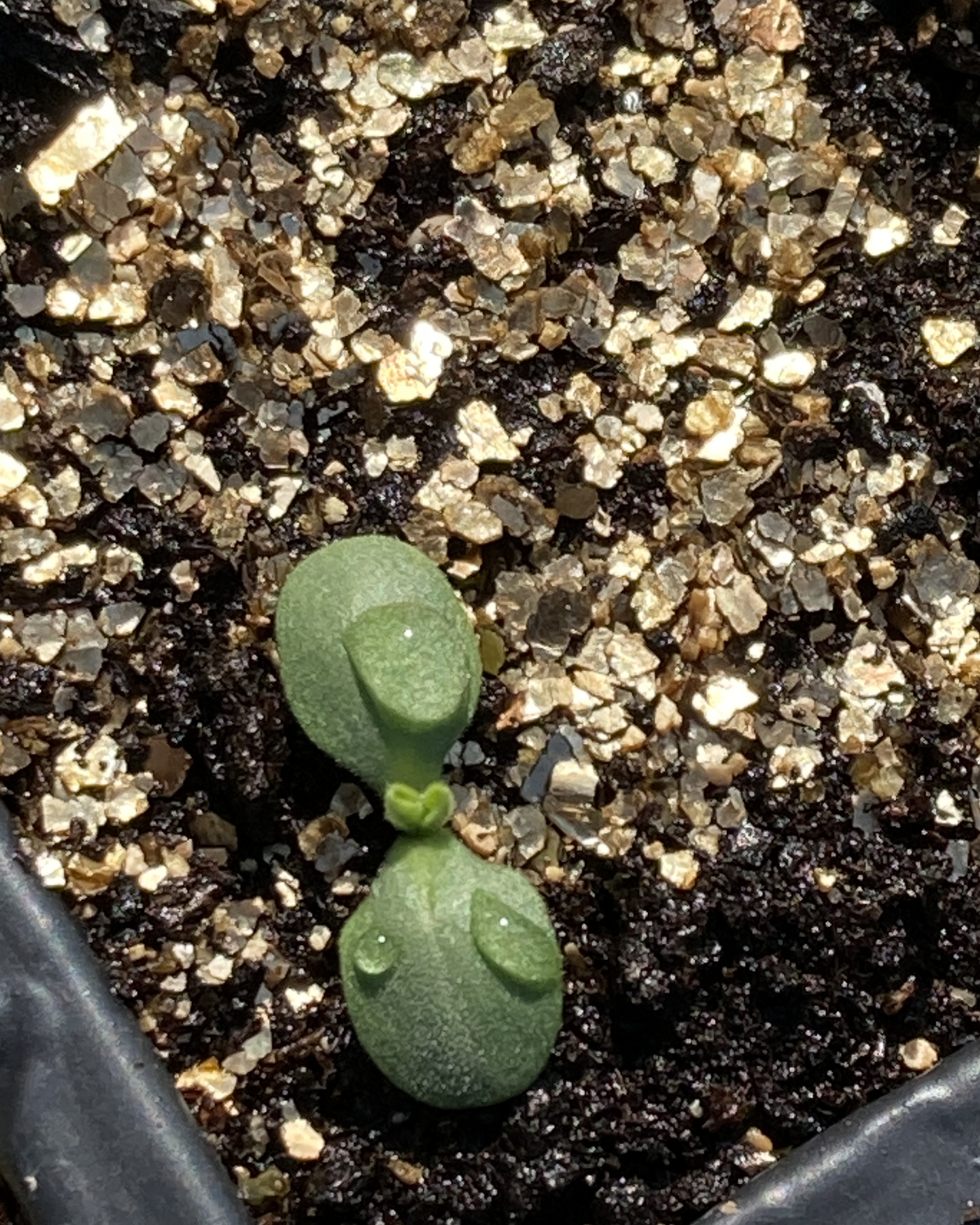 Murasaki seedling, also known as Purple Gromwell, in the greenhouse. Like Madder, the plants take several years to reach maturity when they can be dug up and the roots harvested.