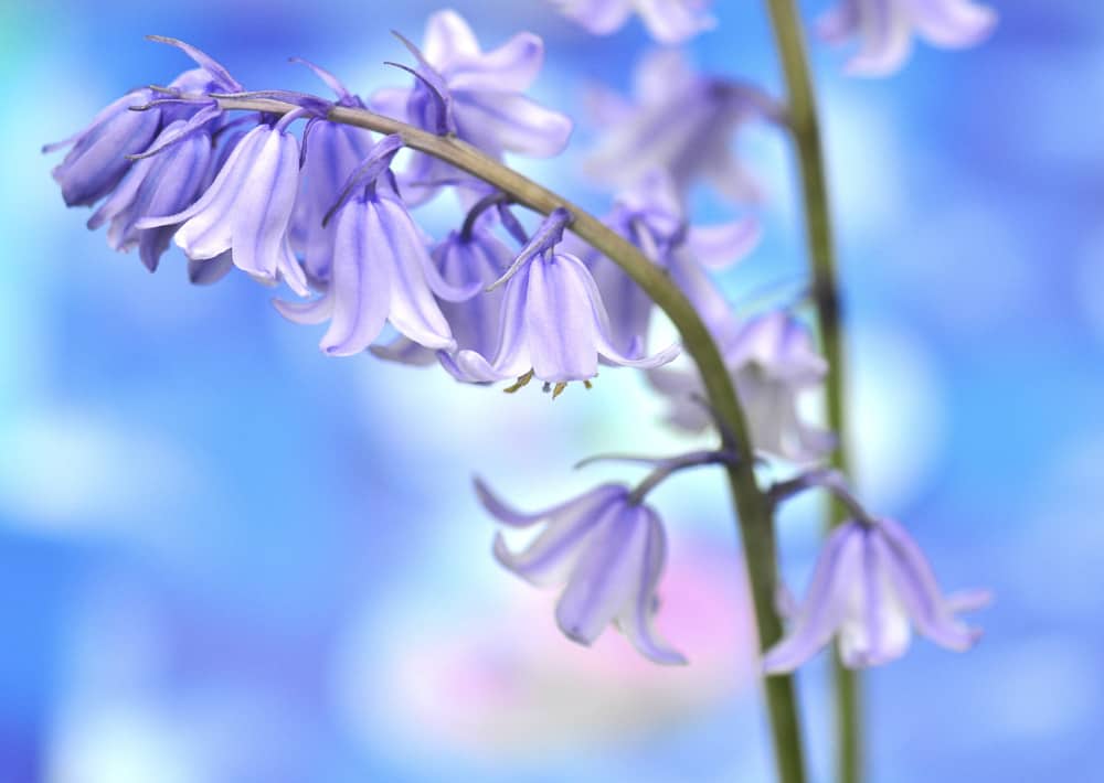 Nr. 148 Hasenglöckchen/ Bluebell