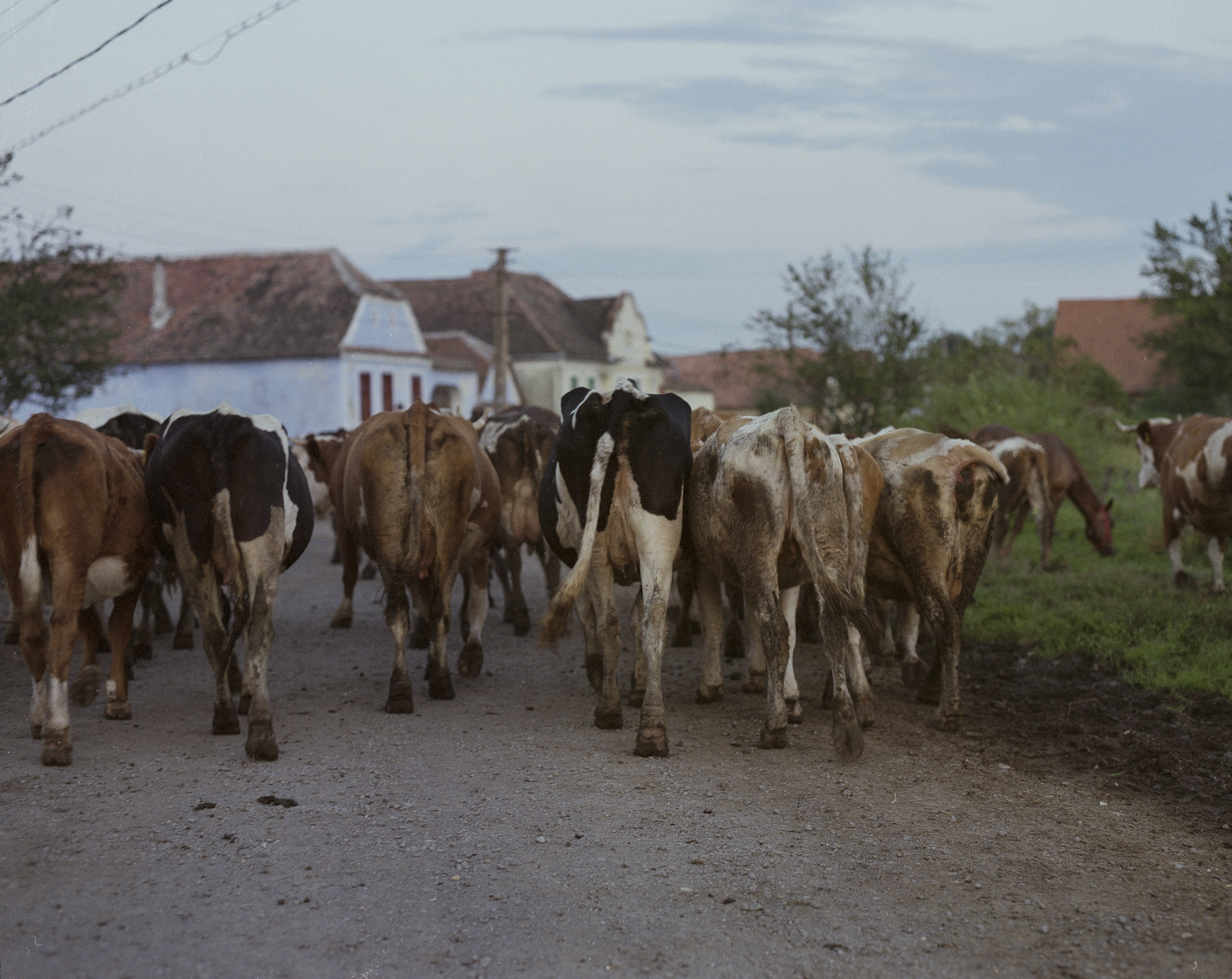 Art for Gaza 10 - Transhumanza