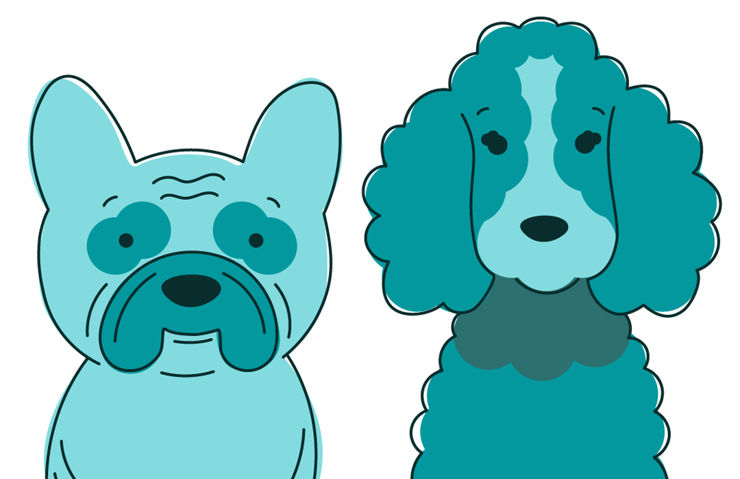 Illustrations of a French Bulldog and Cocker Spaniel for Bonny Dogs Grooming Academy, using their turquoise colour scheme and bold outlines