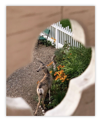 wildlife in the garden 