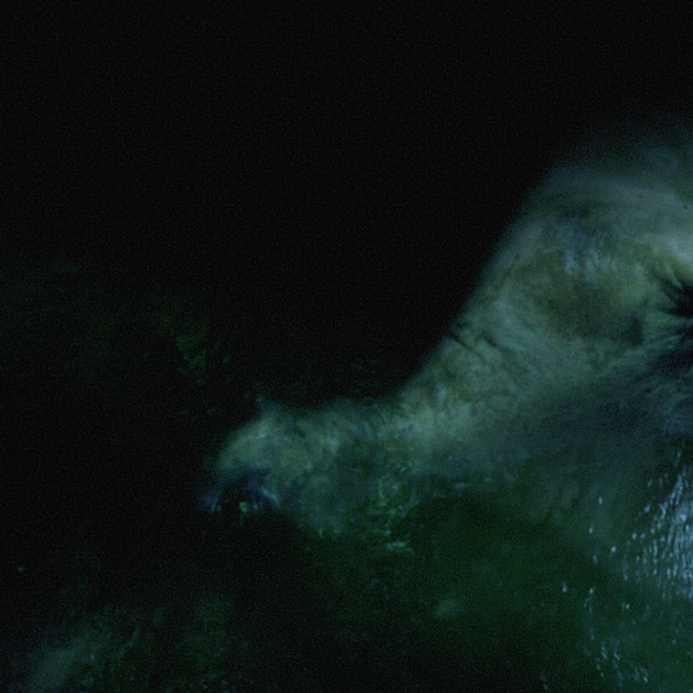Hunter (2015), Directed by Scott Barley