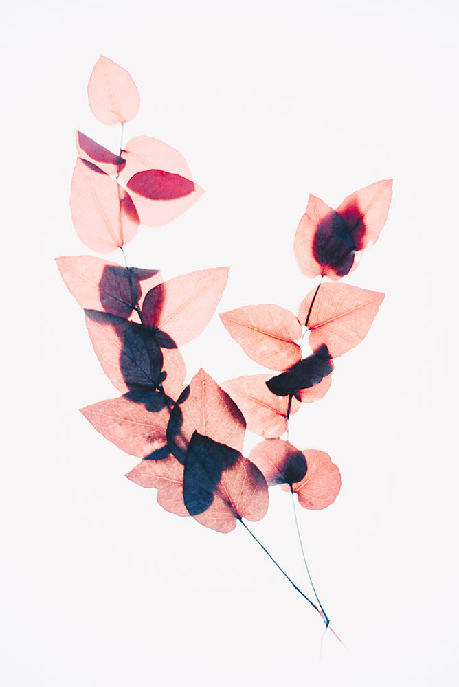 original image by Evie S.