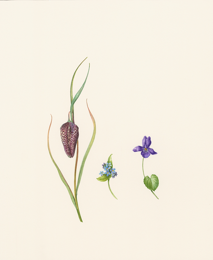 Forget-me-not, fritillary and violet
