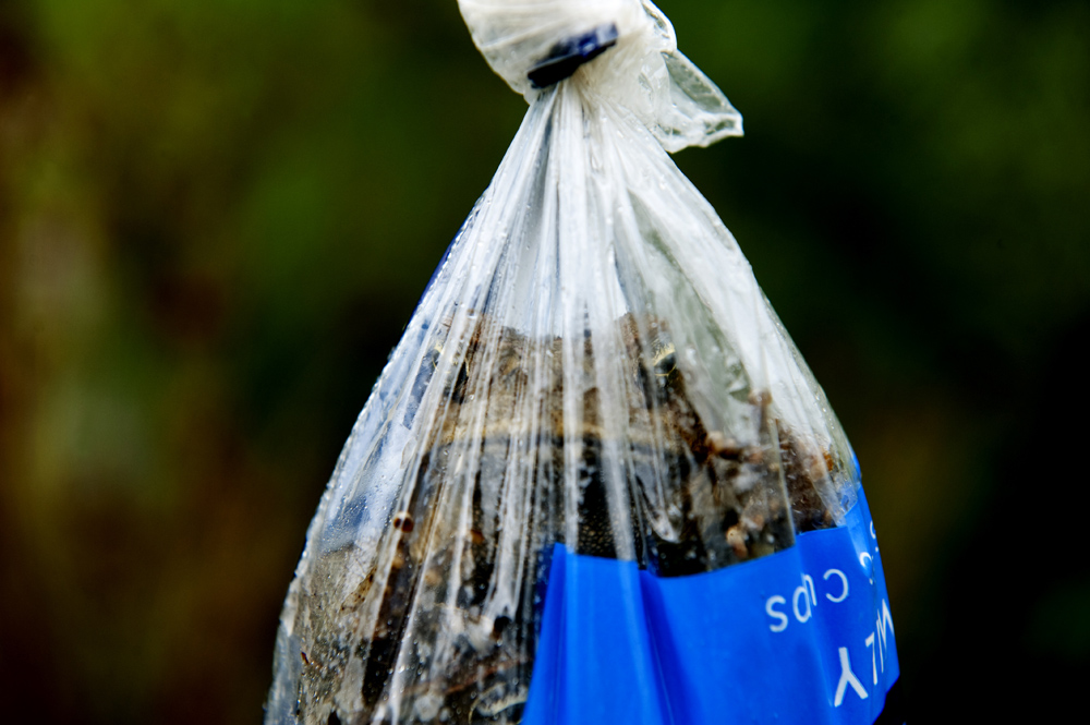 Bufo Marinus Queensland, Australia
