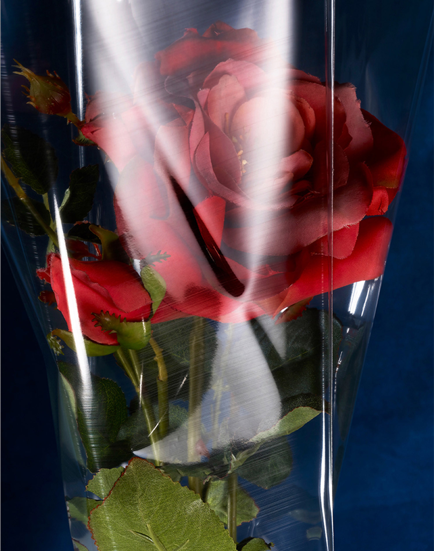 KMA stylist Sara Wacksman designs set for a conceptual photo of a red rose wrapped in plastic for Pan & The Dream