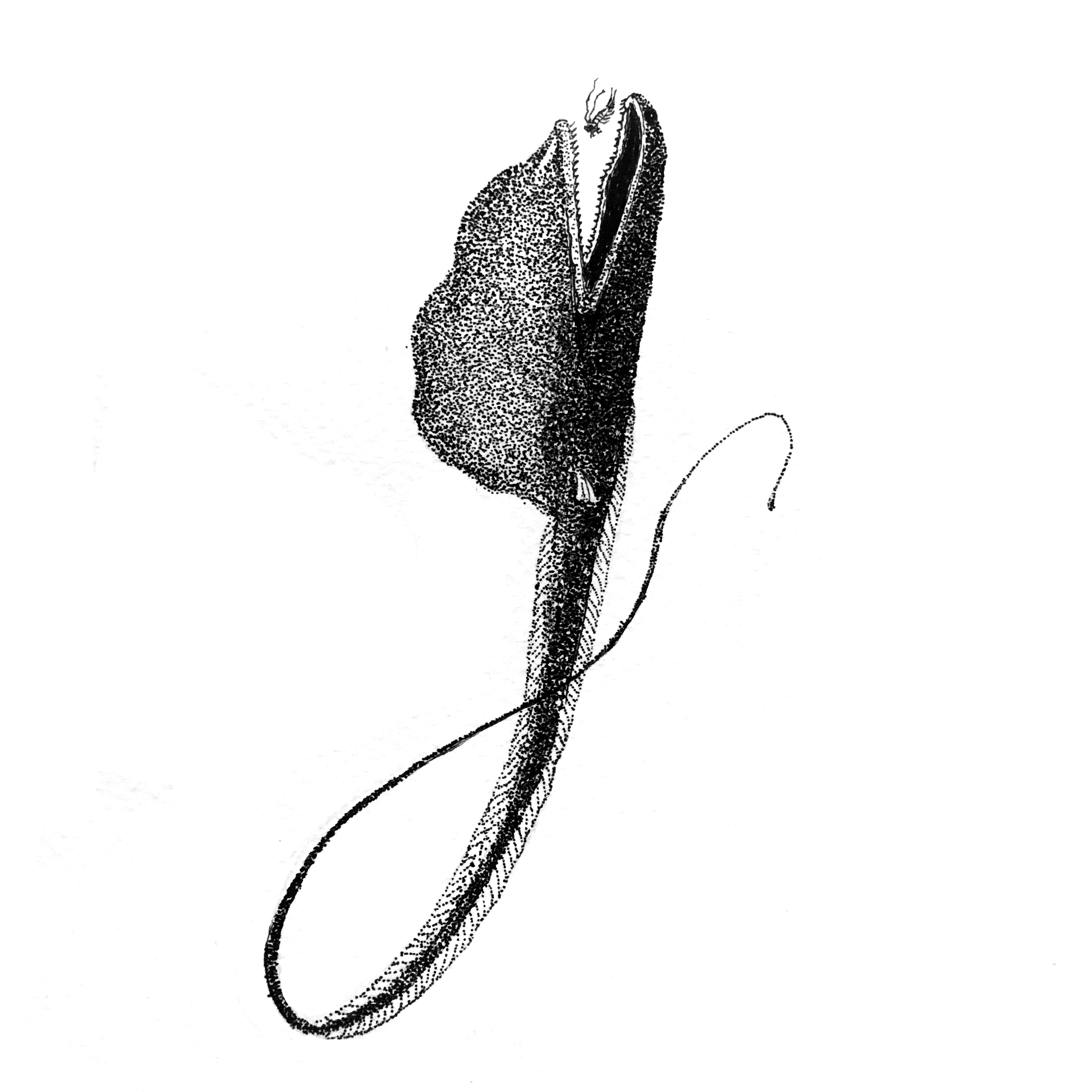 G for Gulper fish