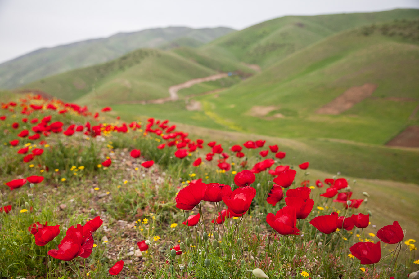 Halabja, iraqi kurdistan Cimeti&egrave;re pour les victimes du massacre.