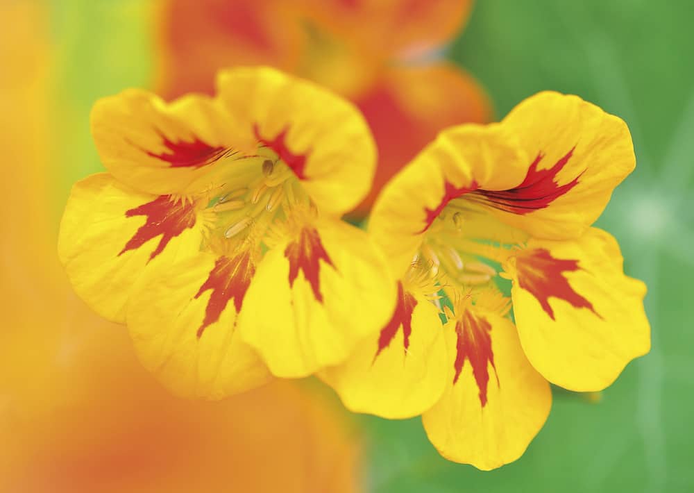 Nr. 194 Kapuzinerkresse / Tropaeolum