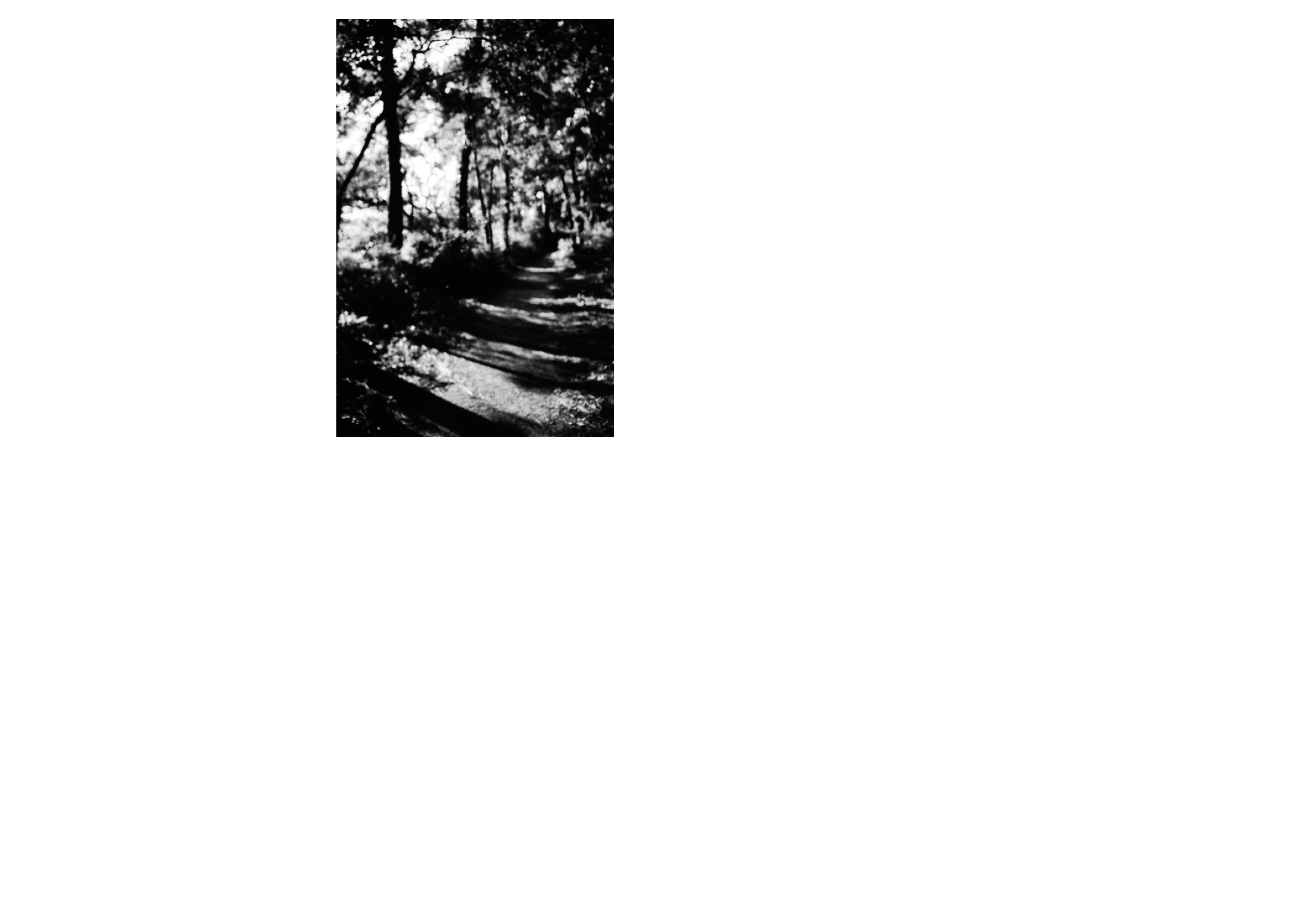 The light again did not peer into the window but only fanned the mesh holding it back. The canopy above asked for the shade below, capturing this same light to produce  rhythmic steps along the path which lead to tiny turtles. To count the turtles was a daily ritual.   A snake has become our friend, a thin black one. We asked it to show itself as it sits in the ditch, watching us from afar through the grass. We continued and came back to find it gone. We began to question every root.