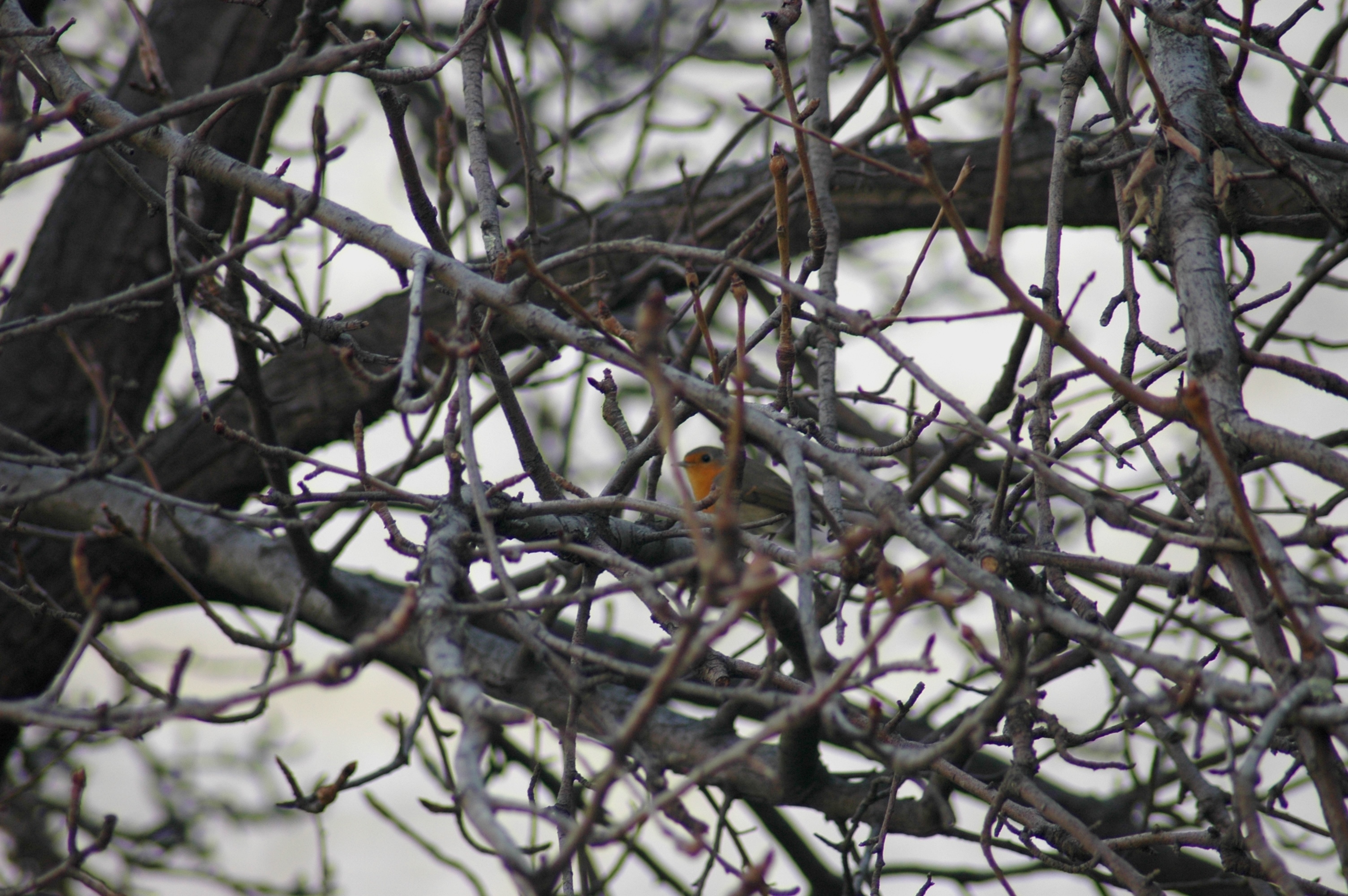 14.12.2024, Otağ-ı Hümayun