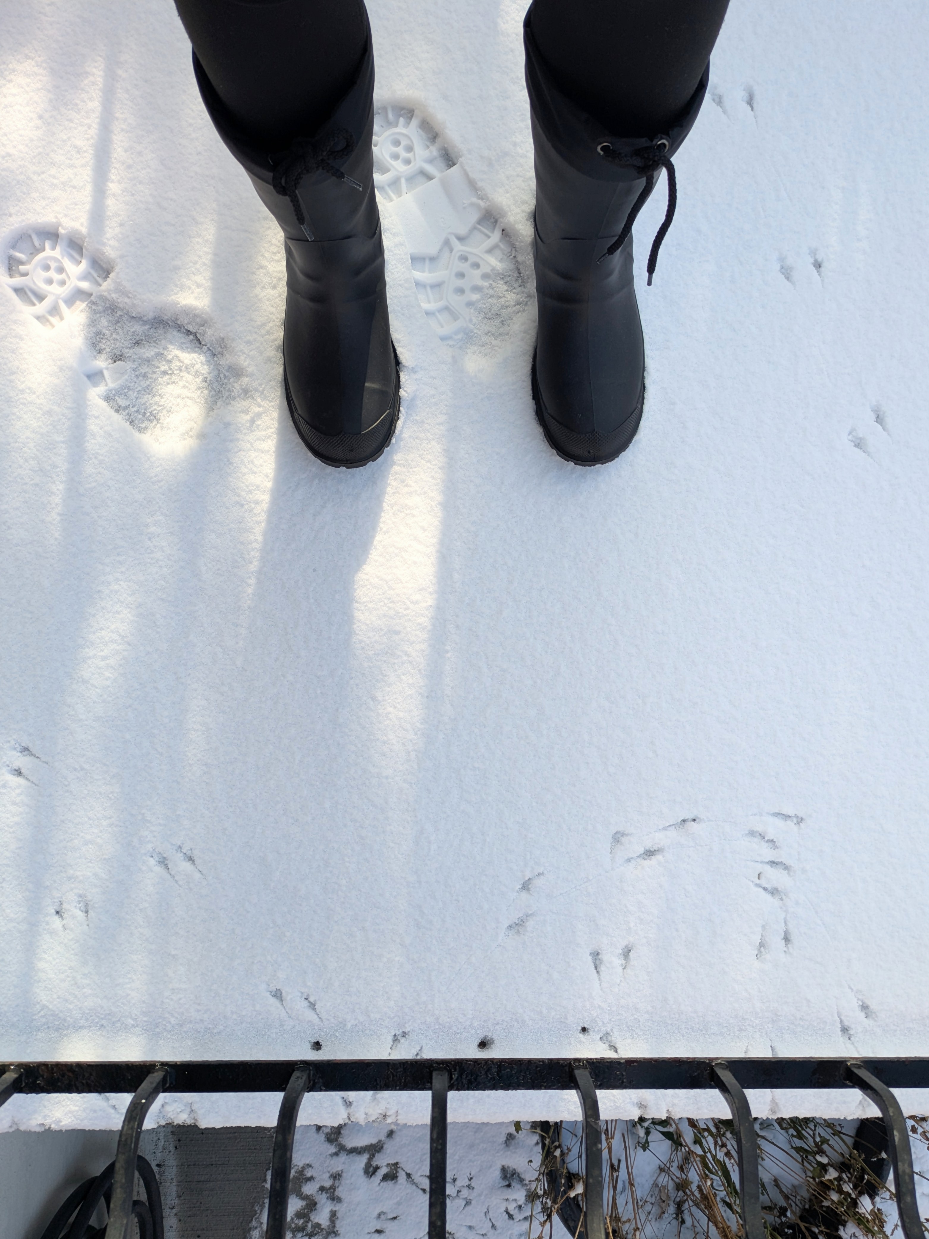 Dec 2, 2025: Bird dance