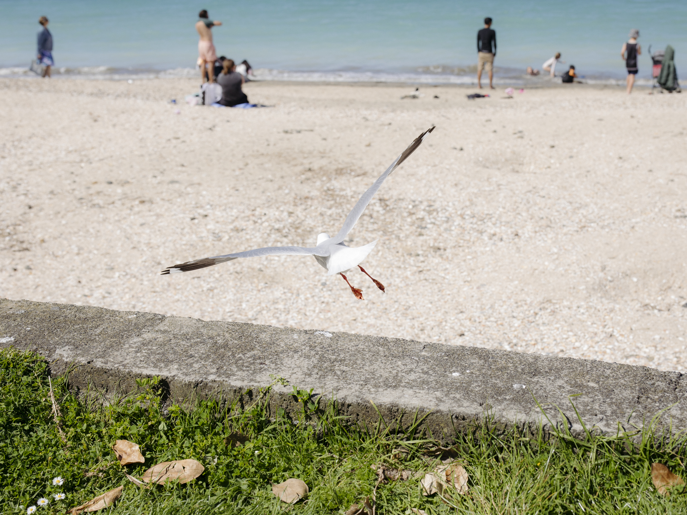 Takapuna Beach