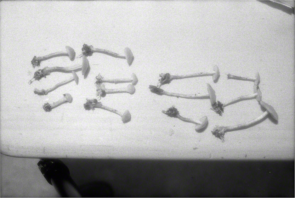 2/3Stropharia cubensis, Kumukumu, 1998 (980601_015)