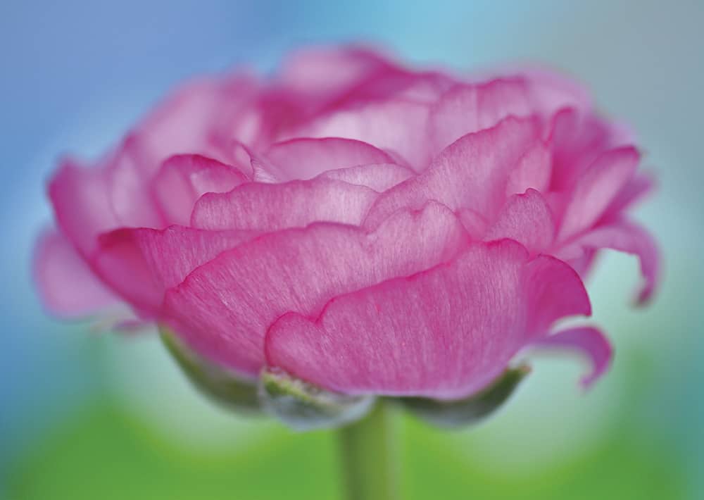 Nr. 120 Ranunkel, wieder lieferbar !