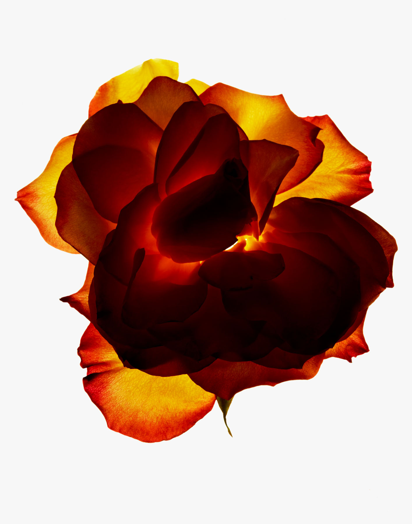 Barneys, "brush up", 2011