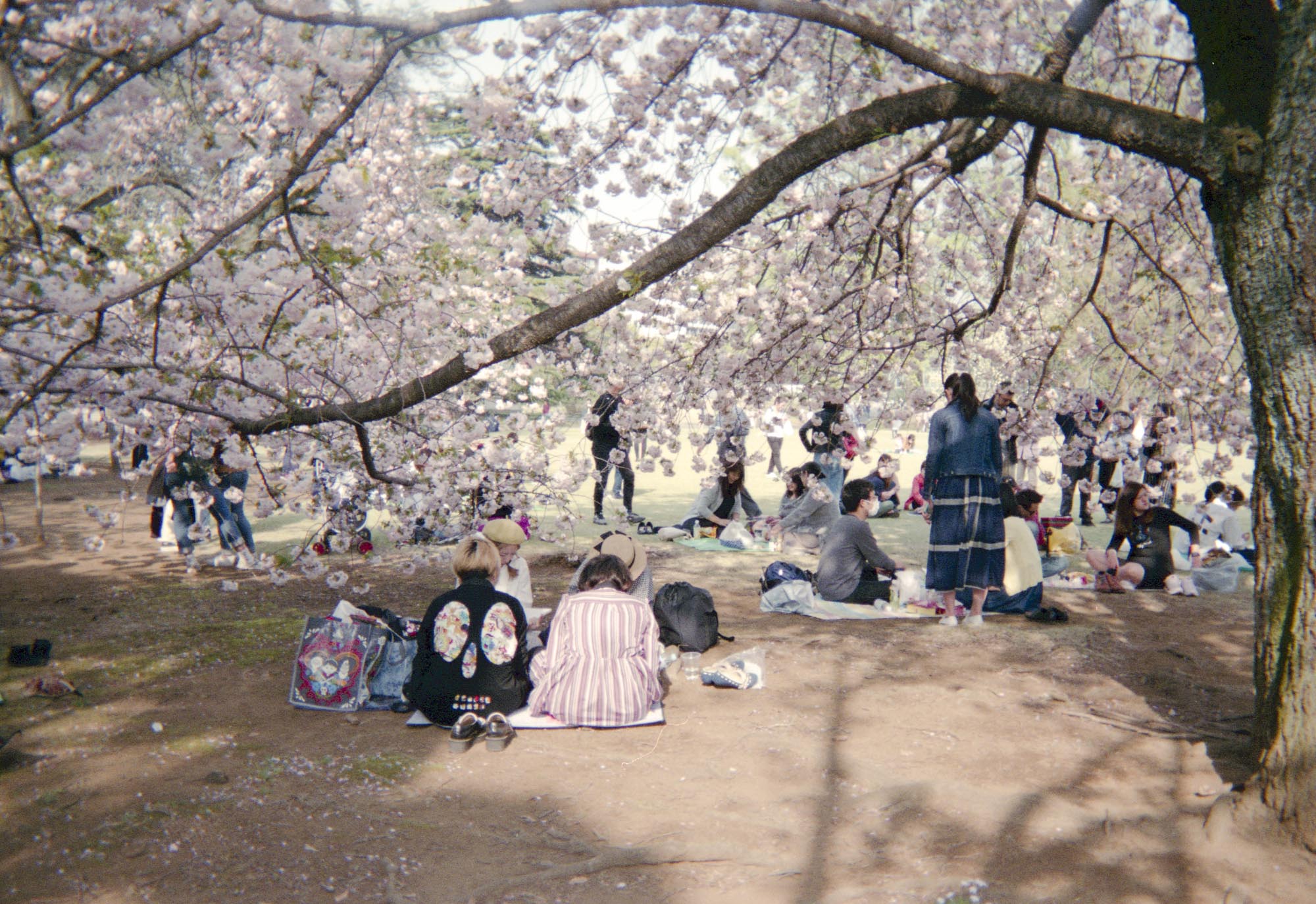 4K HDR // Tokyo Sakura 2022 - Shinjuku Gyoen National Garden 