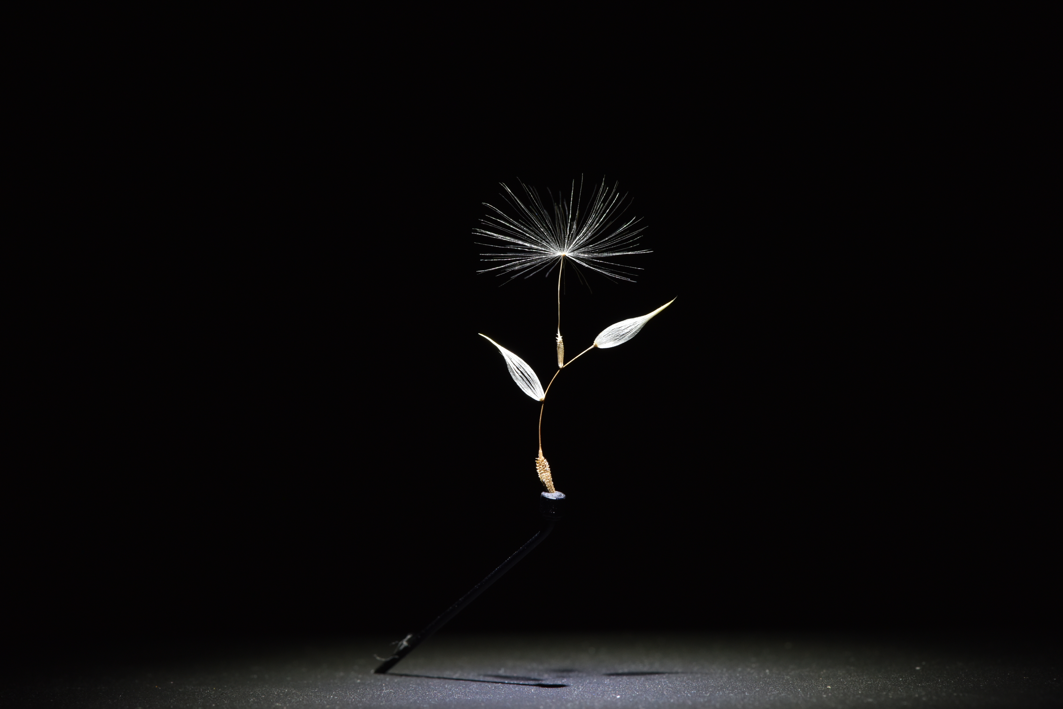 watage20201029《 aloof 5 》  25×15×13(mm)