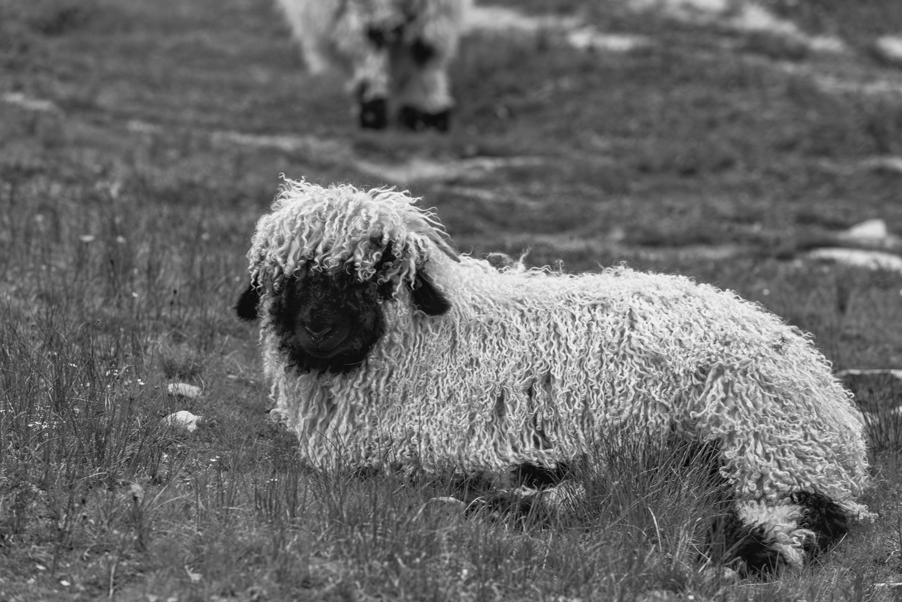 Les moutons à nez noir du Valais prés du Gornergrat en été.