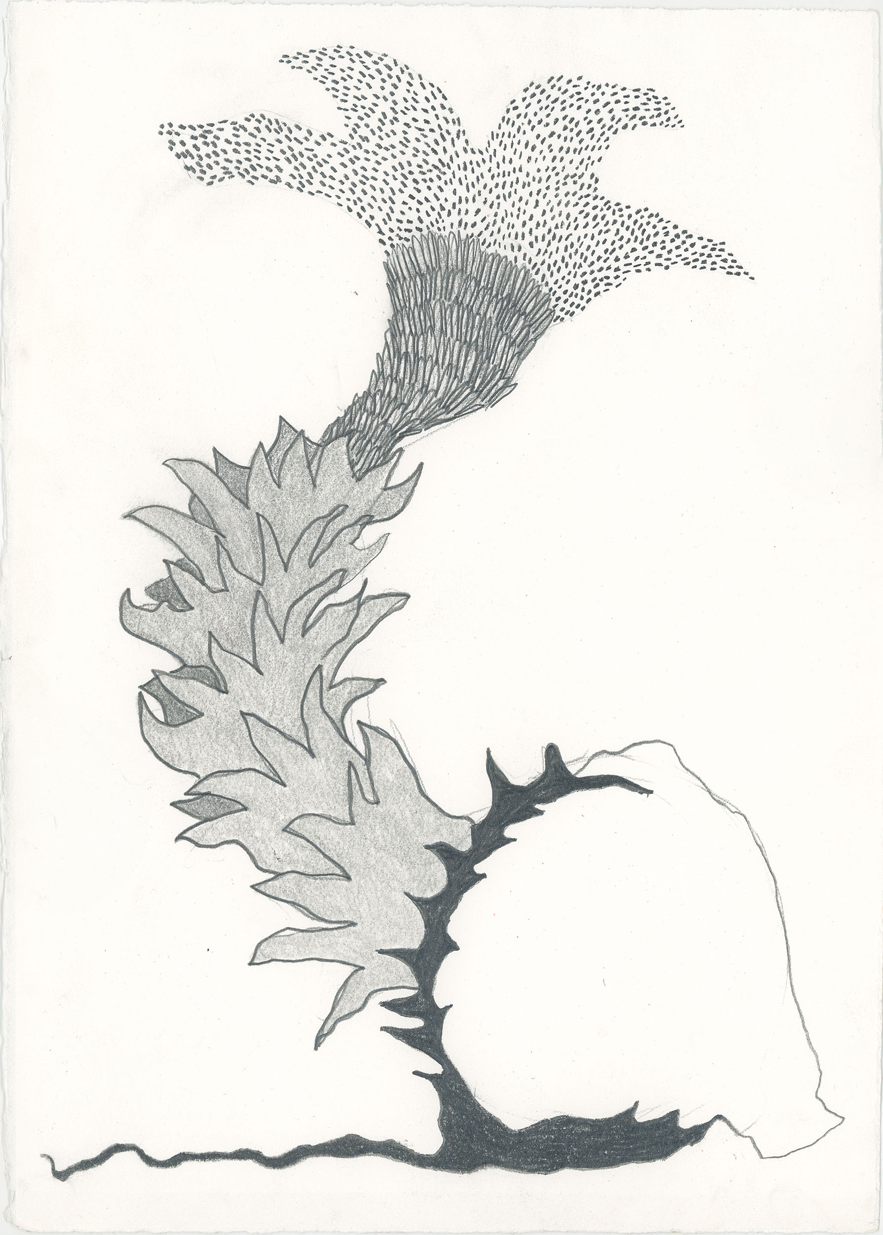 Bloom II, 2024, 15"x11", graphite