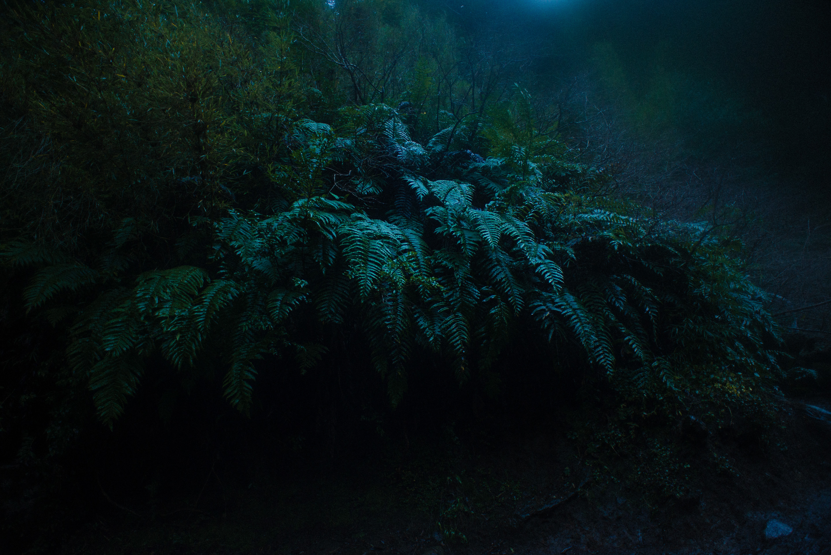 Photos taken in the forests of southern Chile.