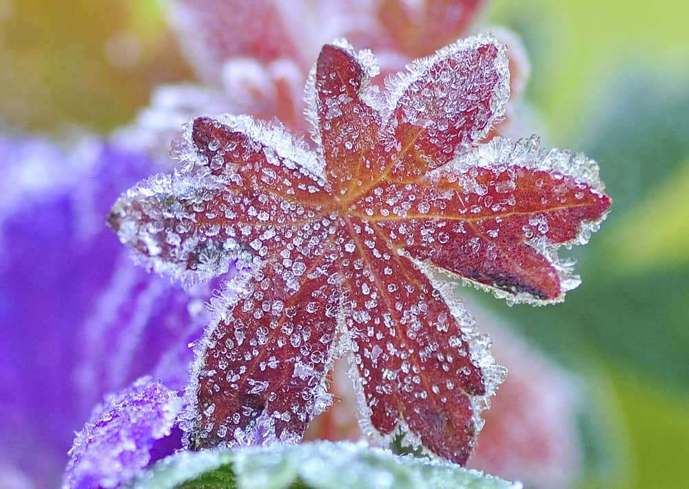 Nr. 183a kristall-geschmückt