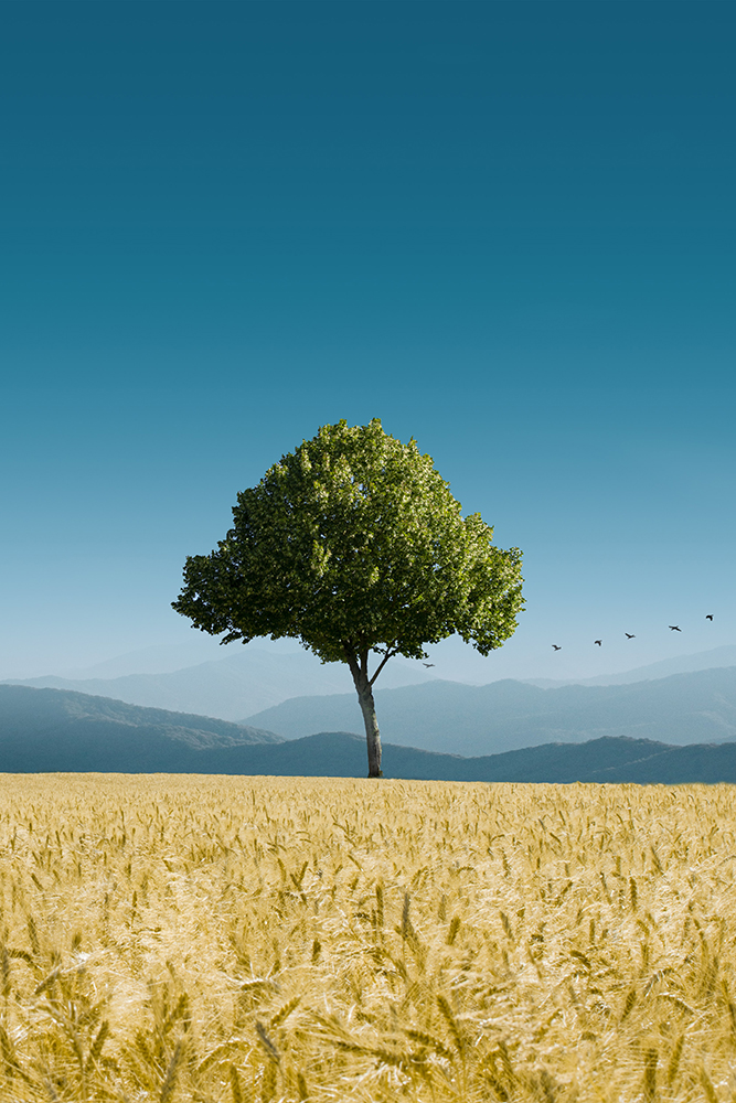 original image by Mathieu Bigard