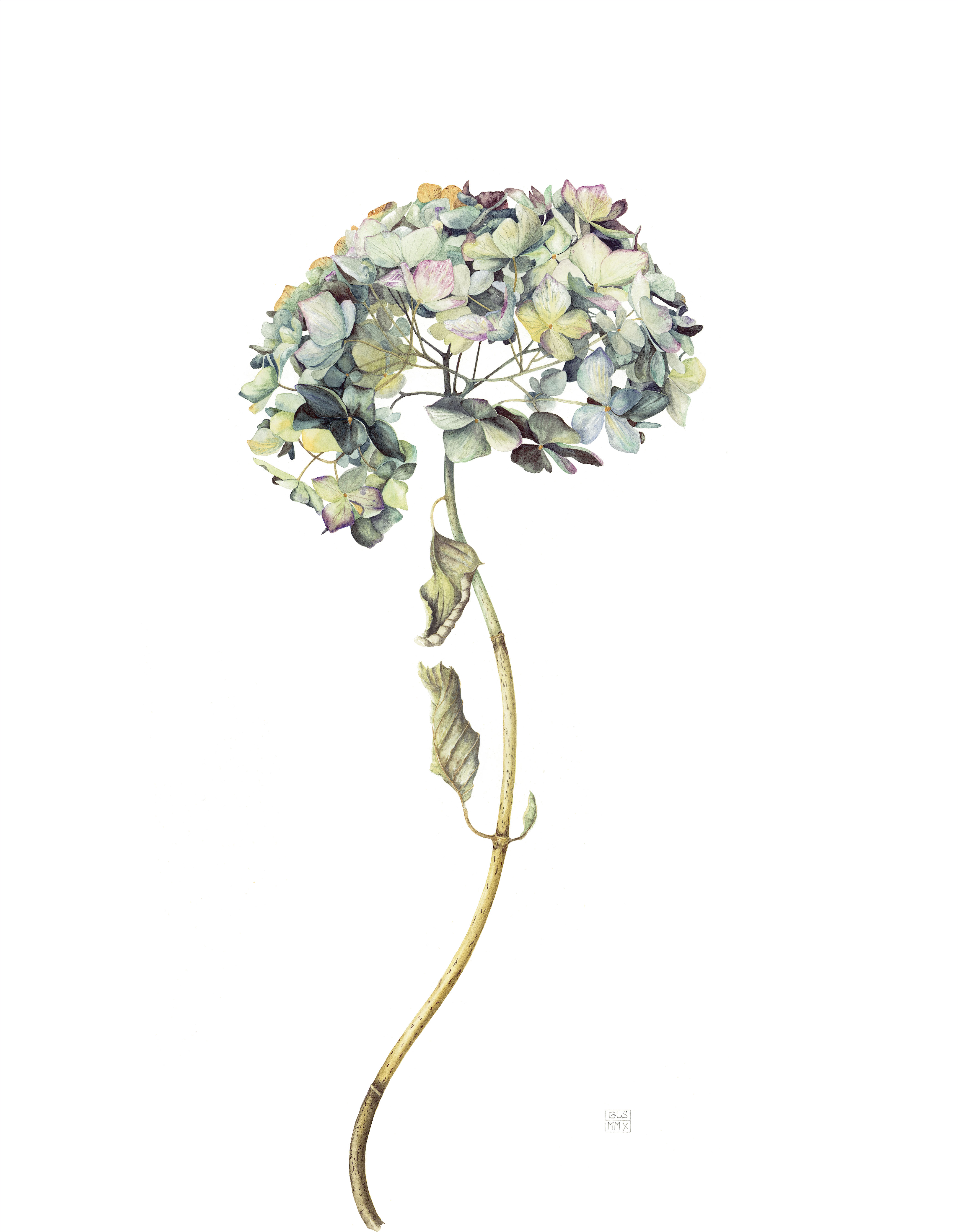 Hydrangea macrophylla Genvicomptessedevibraye