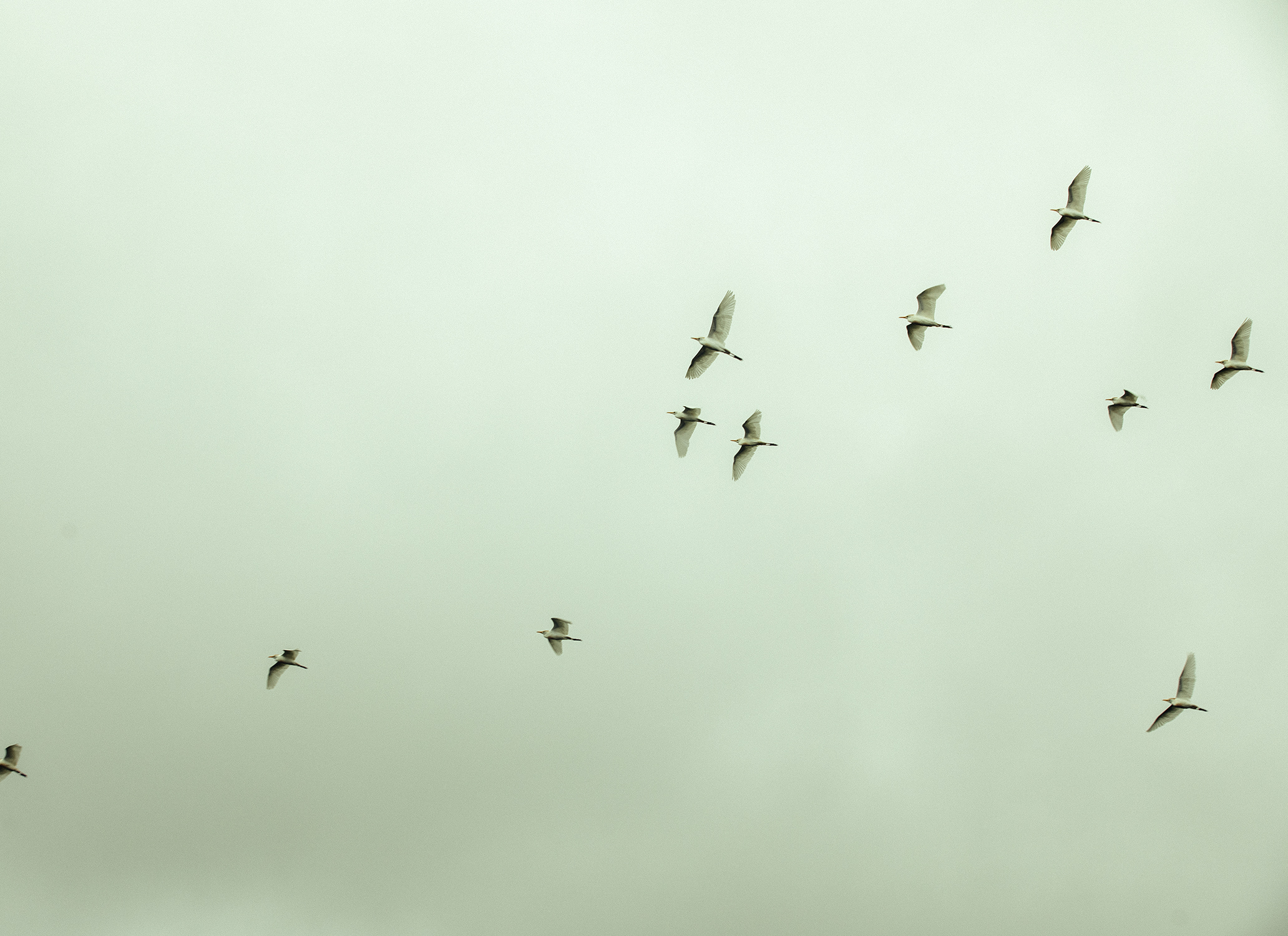 Egrets/ Dauphin Island, AL