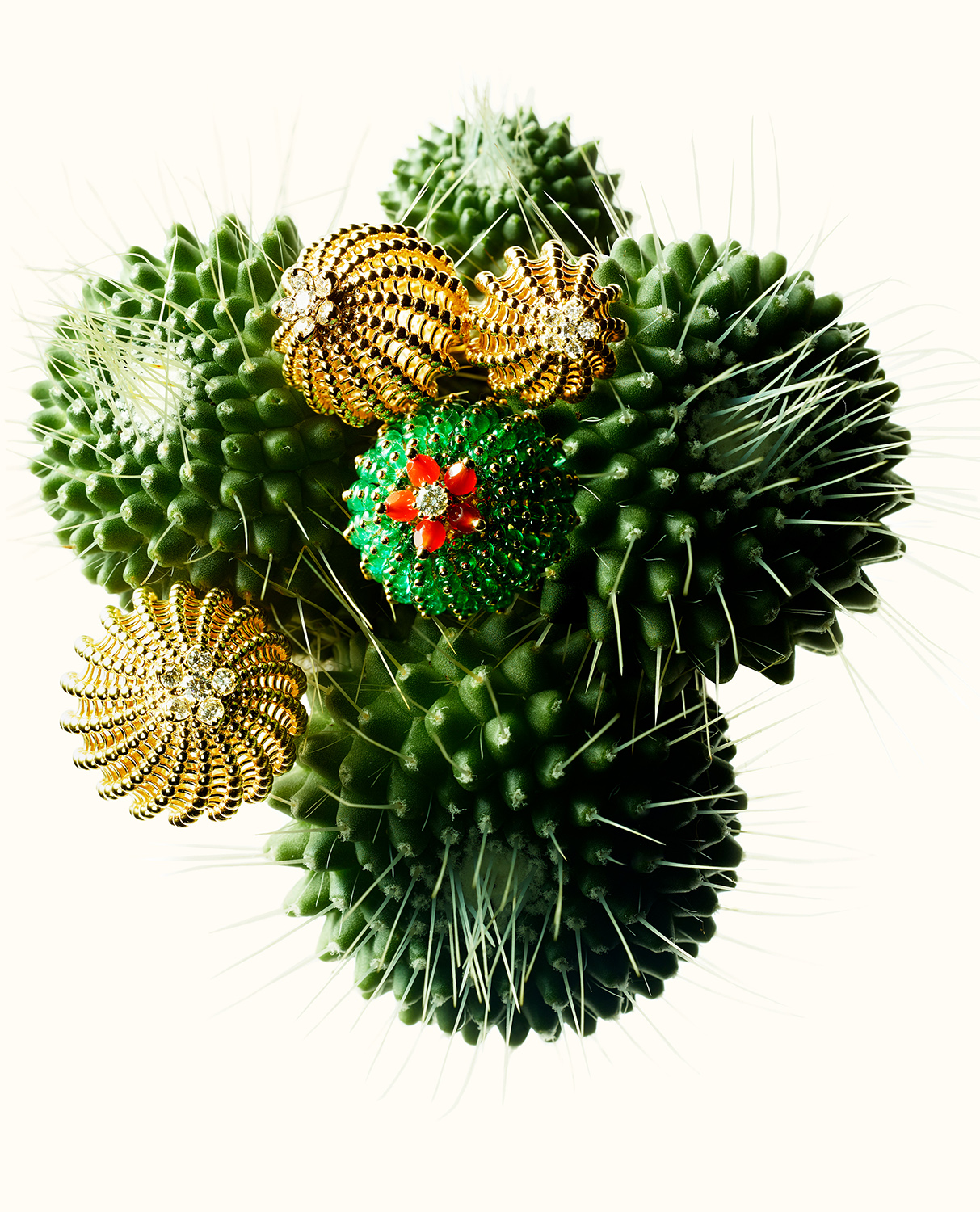 KMA photographer Isabelle Bonjean photographs green cactus plants against a white background for Citizen K