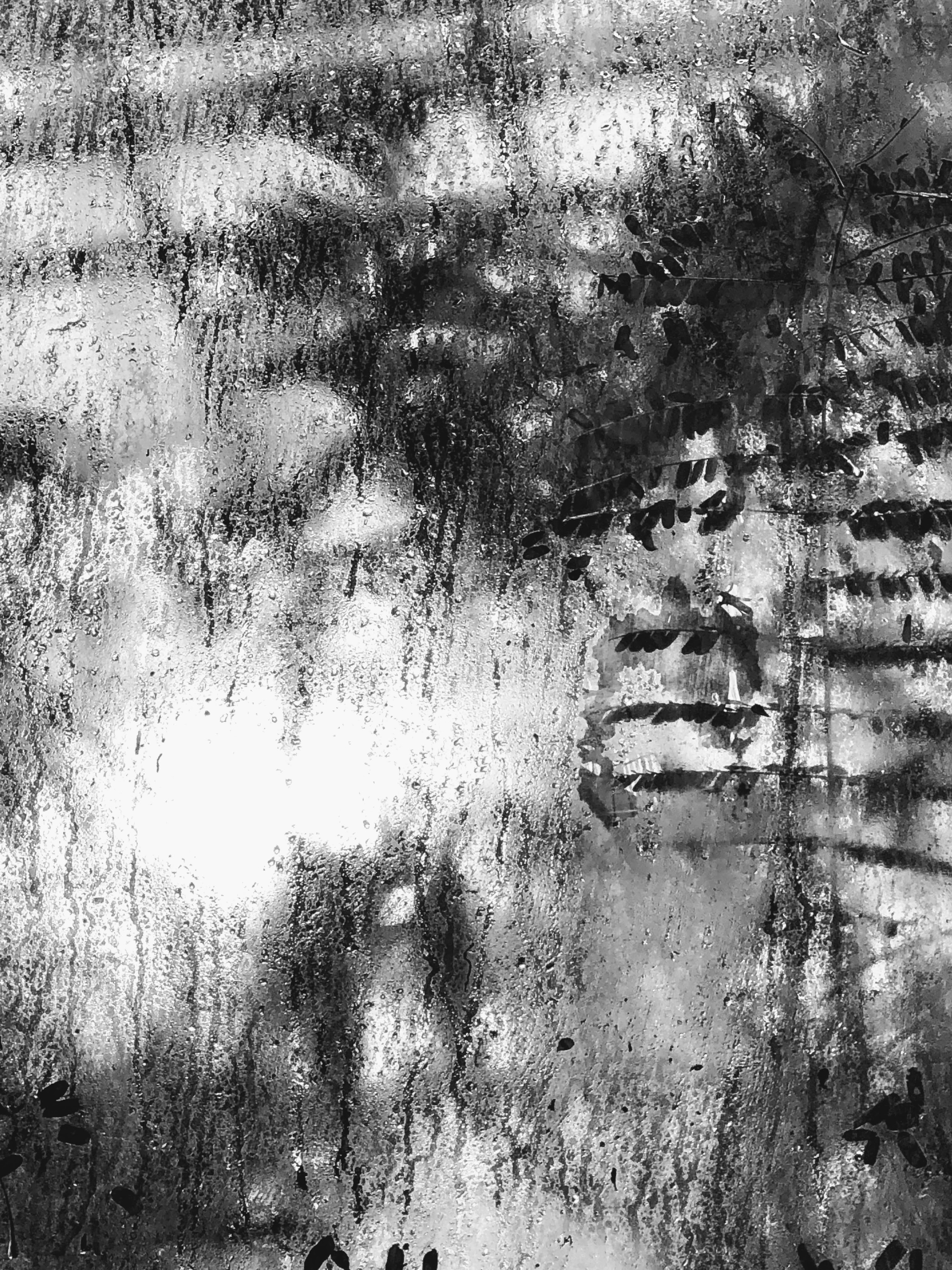 Umidità, Orto Botanico, Bologna, 13-1-19