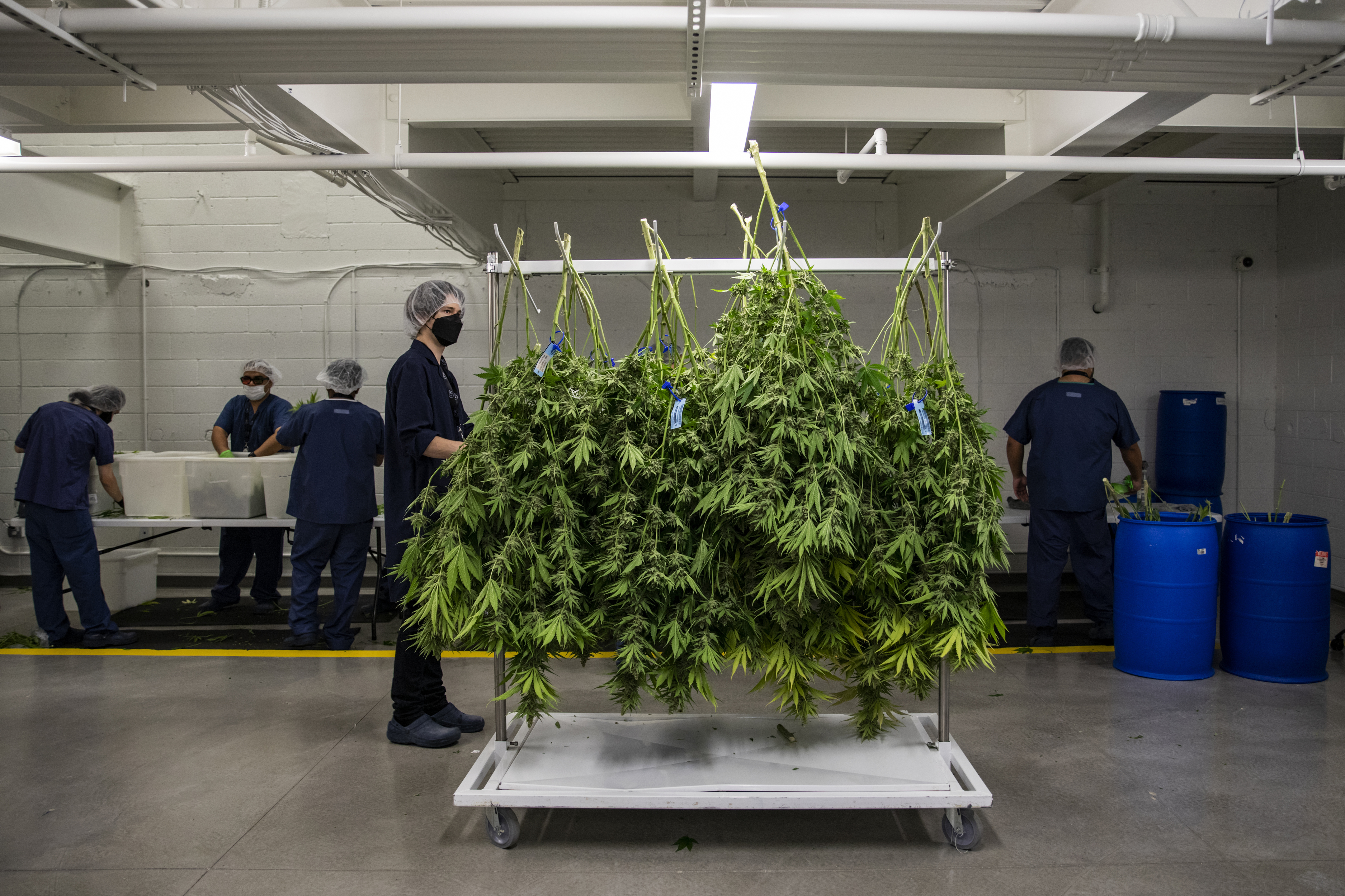 Aether Gardens Cannabis Production  | NYT