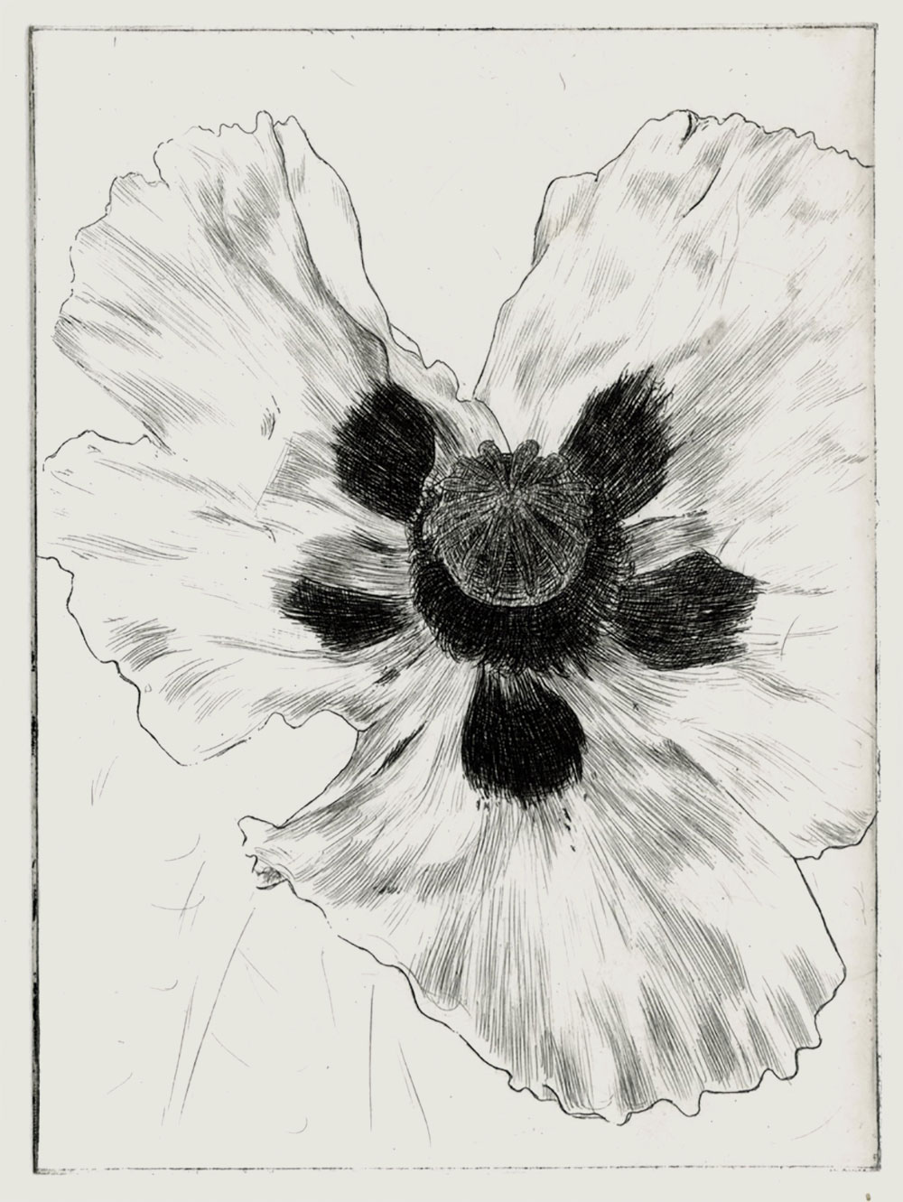 poppy, etching, 2025