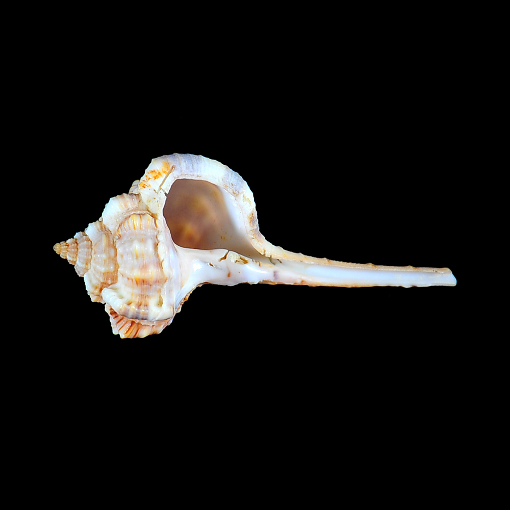 Haustellum haustellum (Linnaeus, 1758)