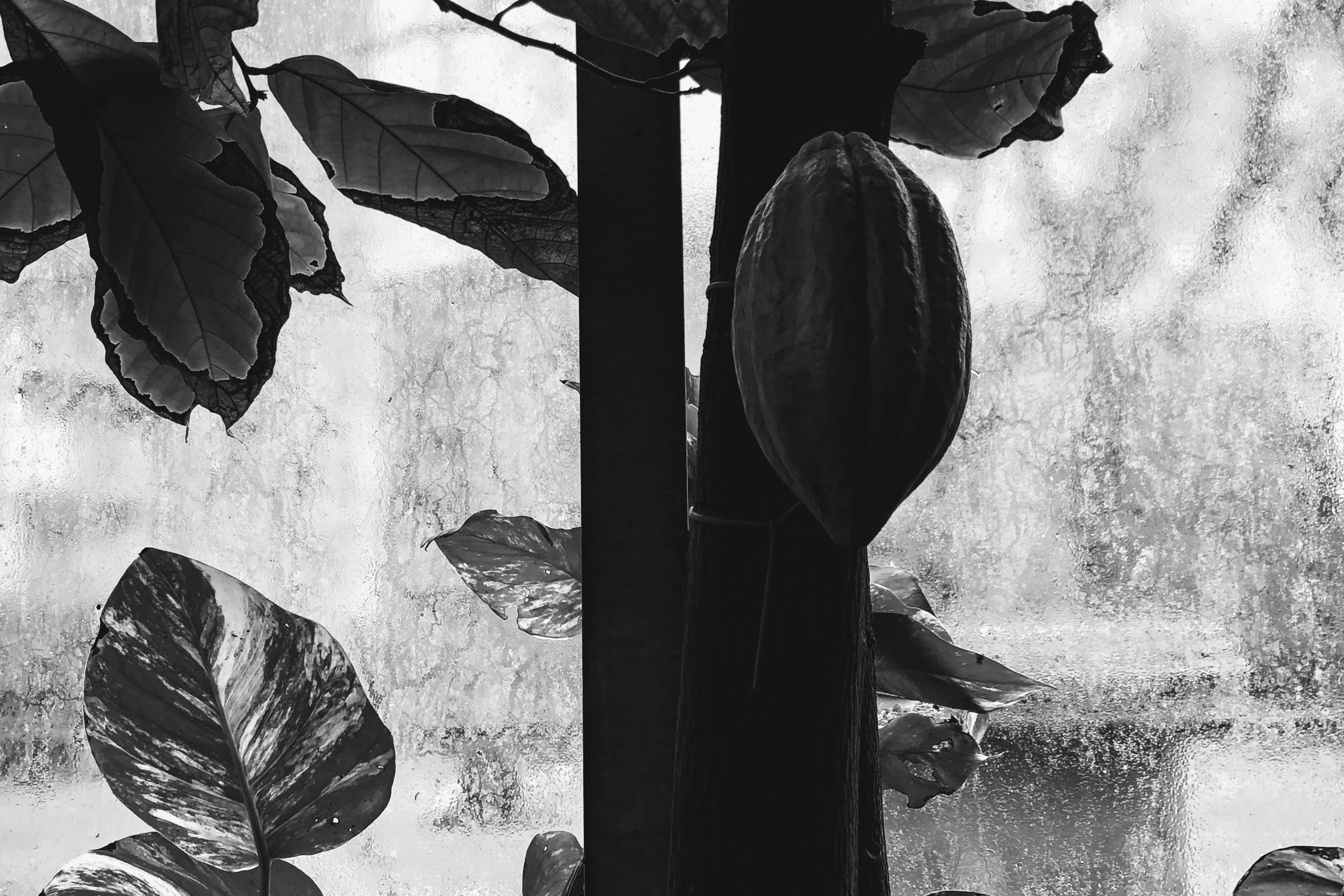 Cacao, Orto Botanico, Bologna, 2-2-19