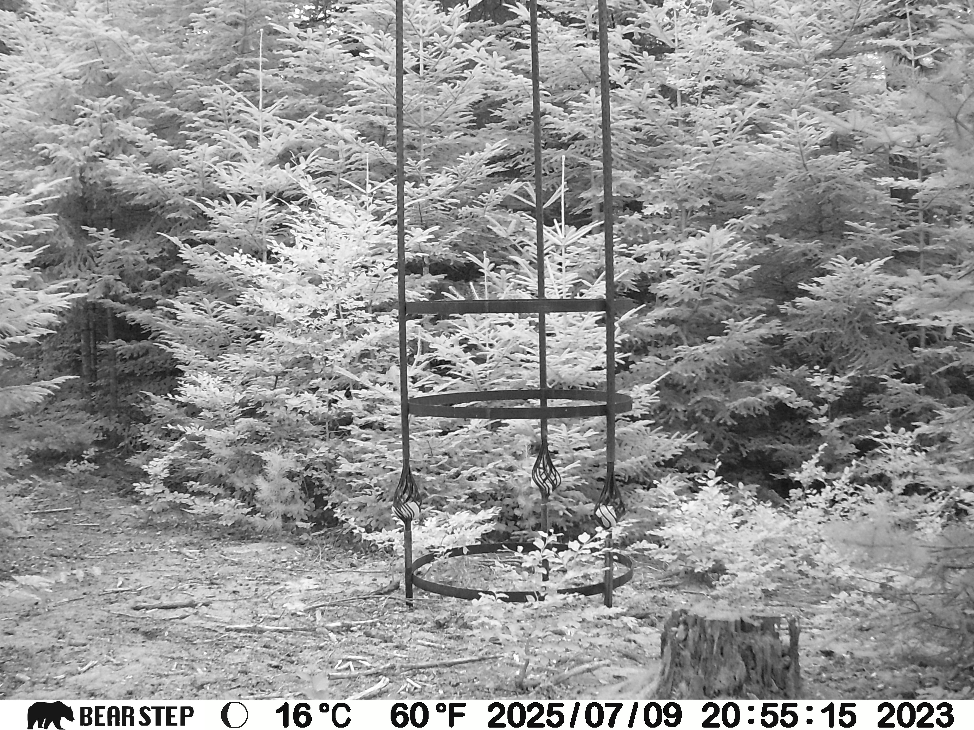 (c) Lukas Weithas (Skulpturale Performance Kärnten, Salzleck-Skulptur, Salzlecksteine, Wild-Kamera, 2025-2026)