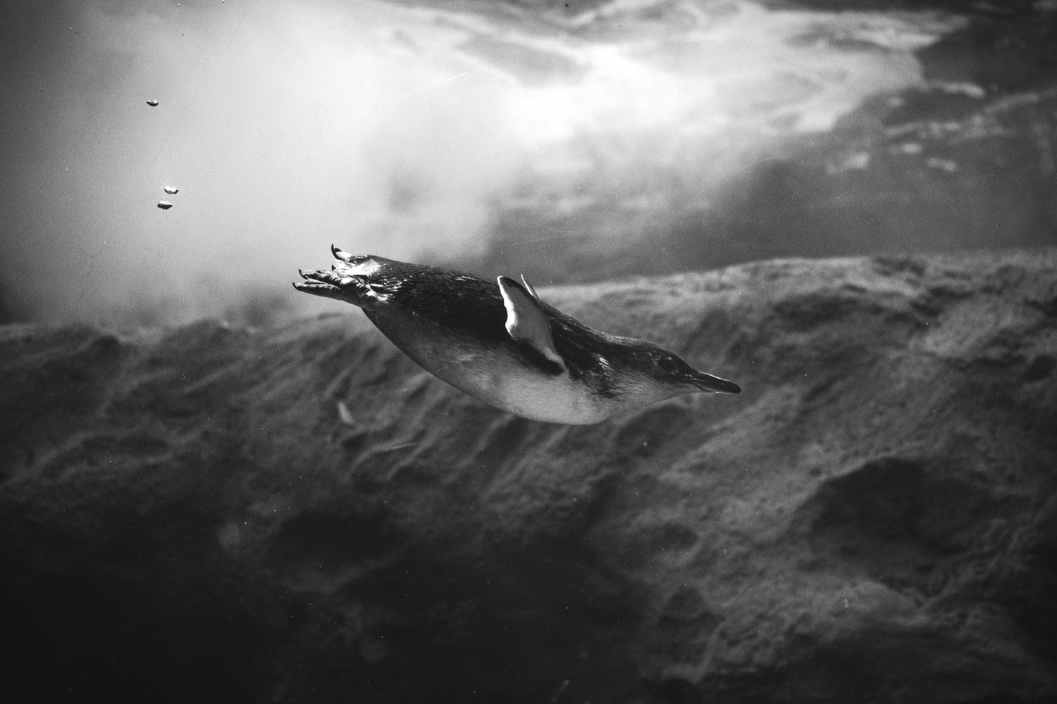 Penguins at Play — Marie Schultz