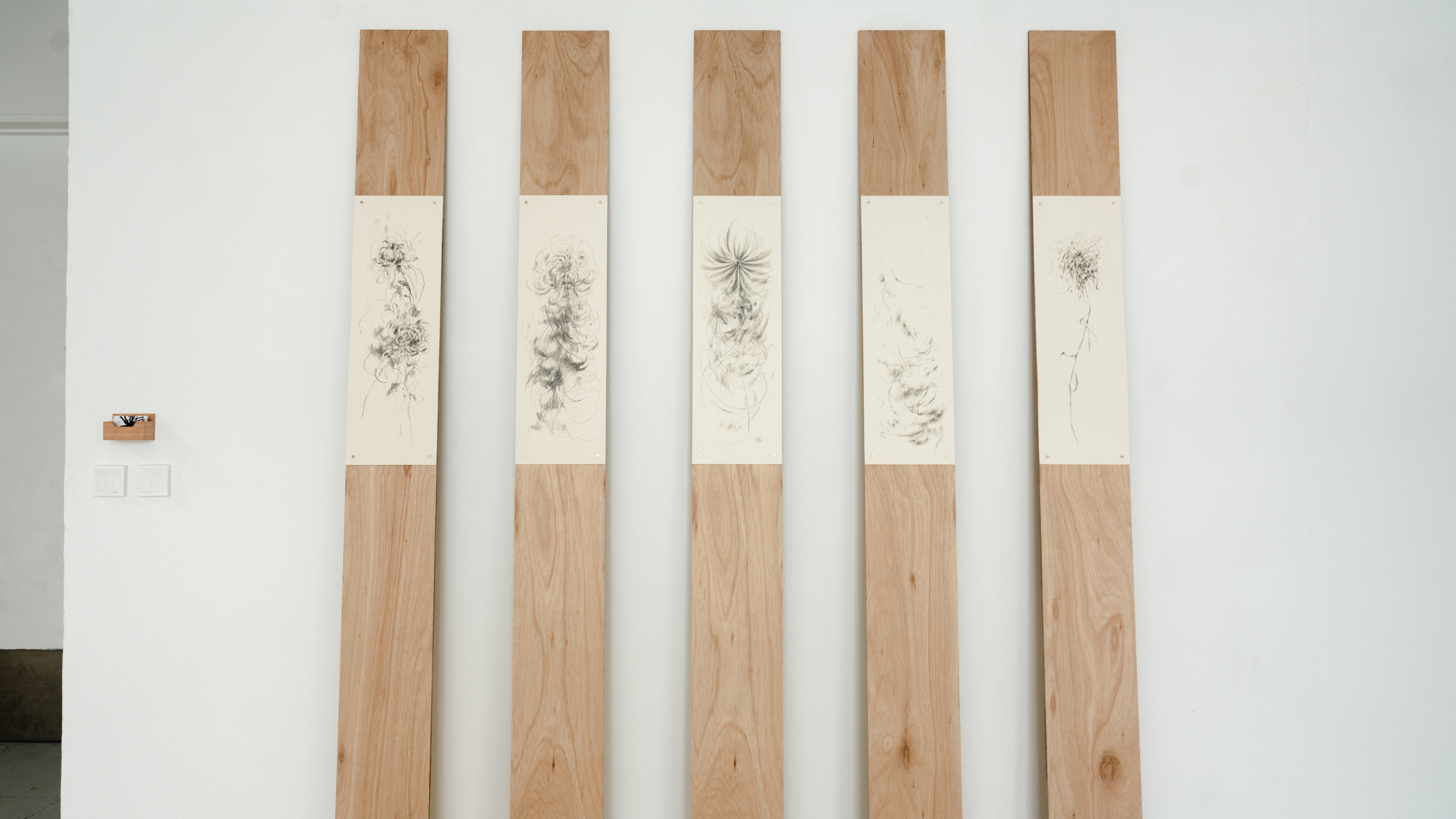 Chrysanthemums, 2025. Graphite on drawing paper with magnets on plywood.