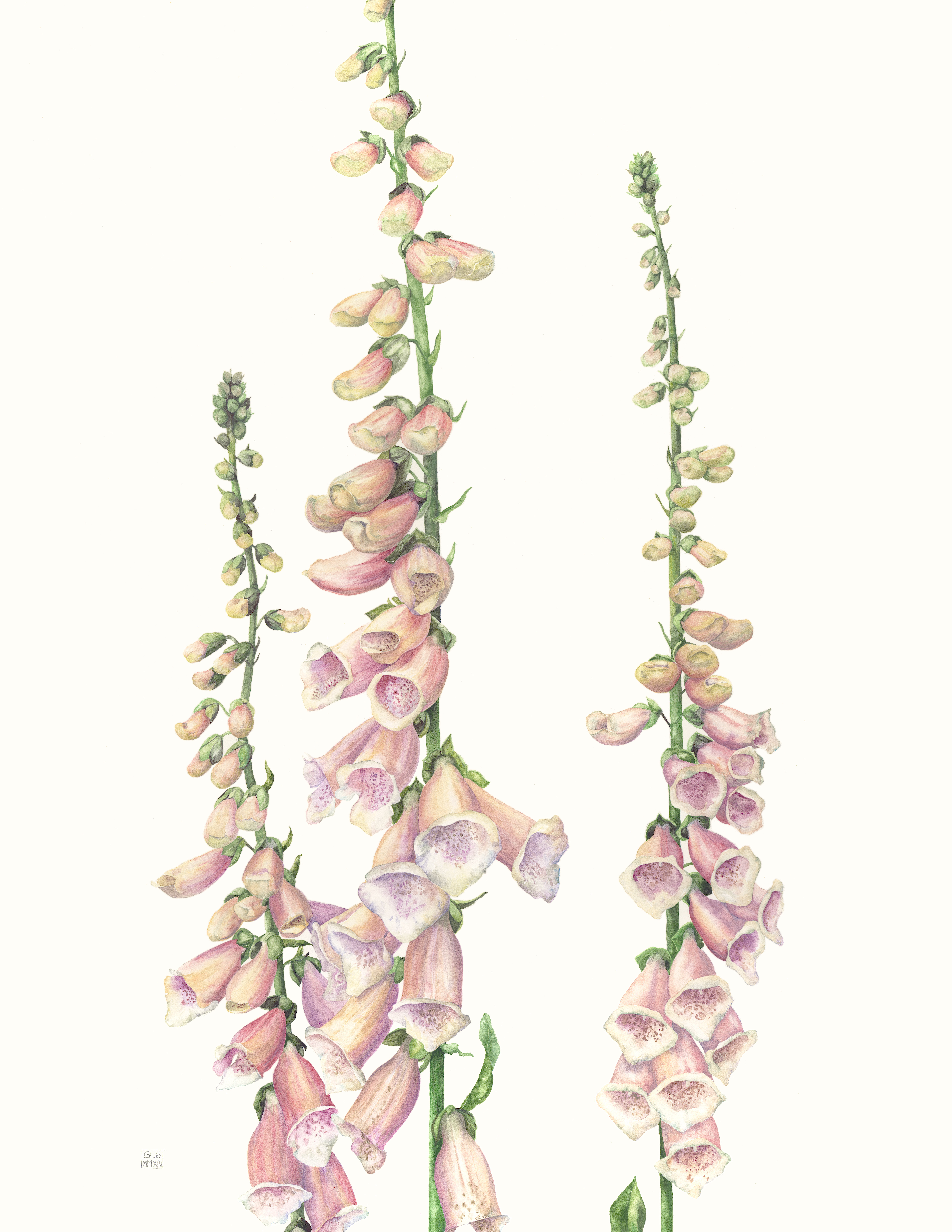 Foxglove suttons apricot