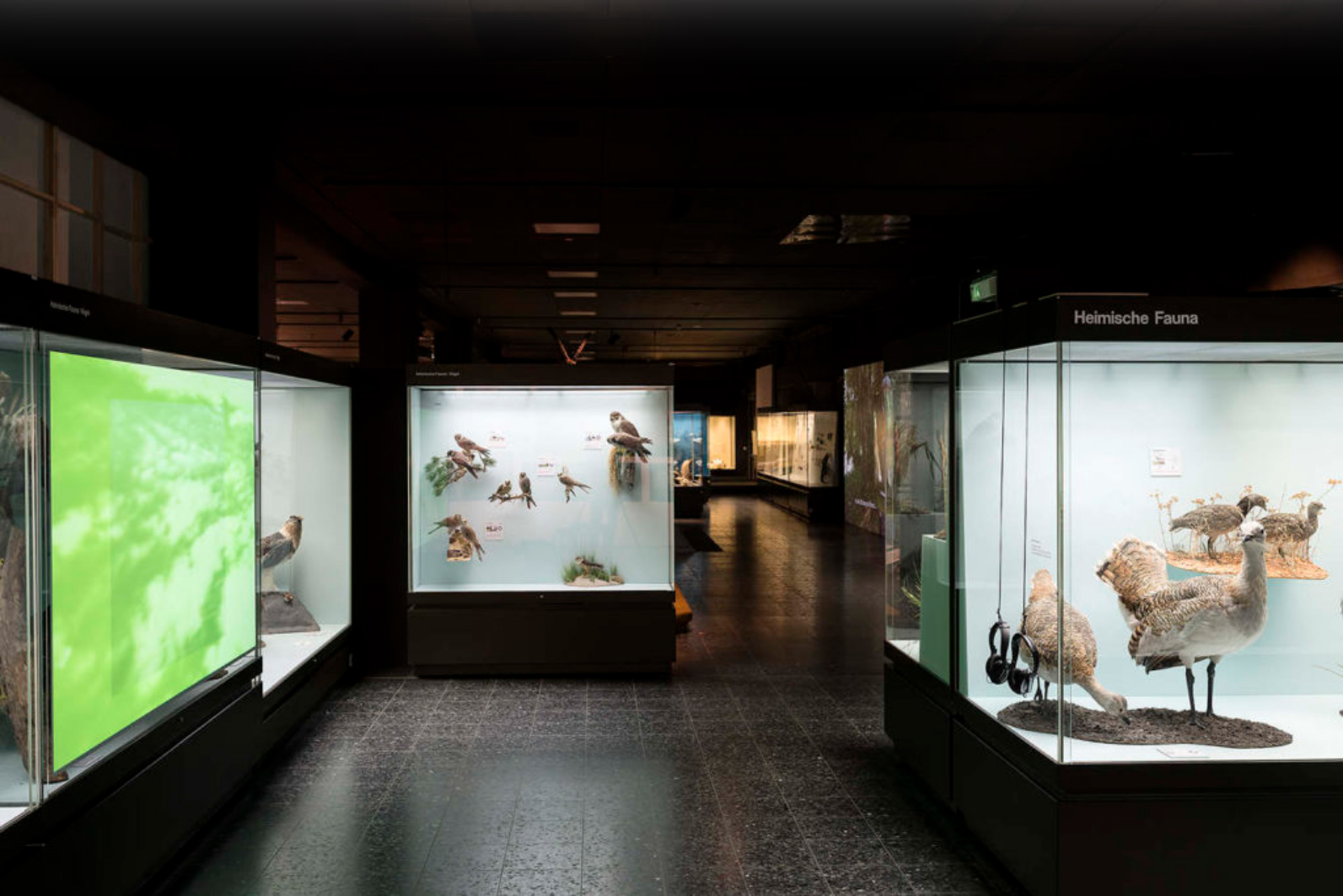 2017, THE OPEN FOREST. Installation view at the group exhibition “Disappearing Legacies: The World As A Forest”, at Zoologisches Museum Hamburg.