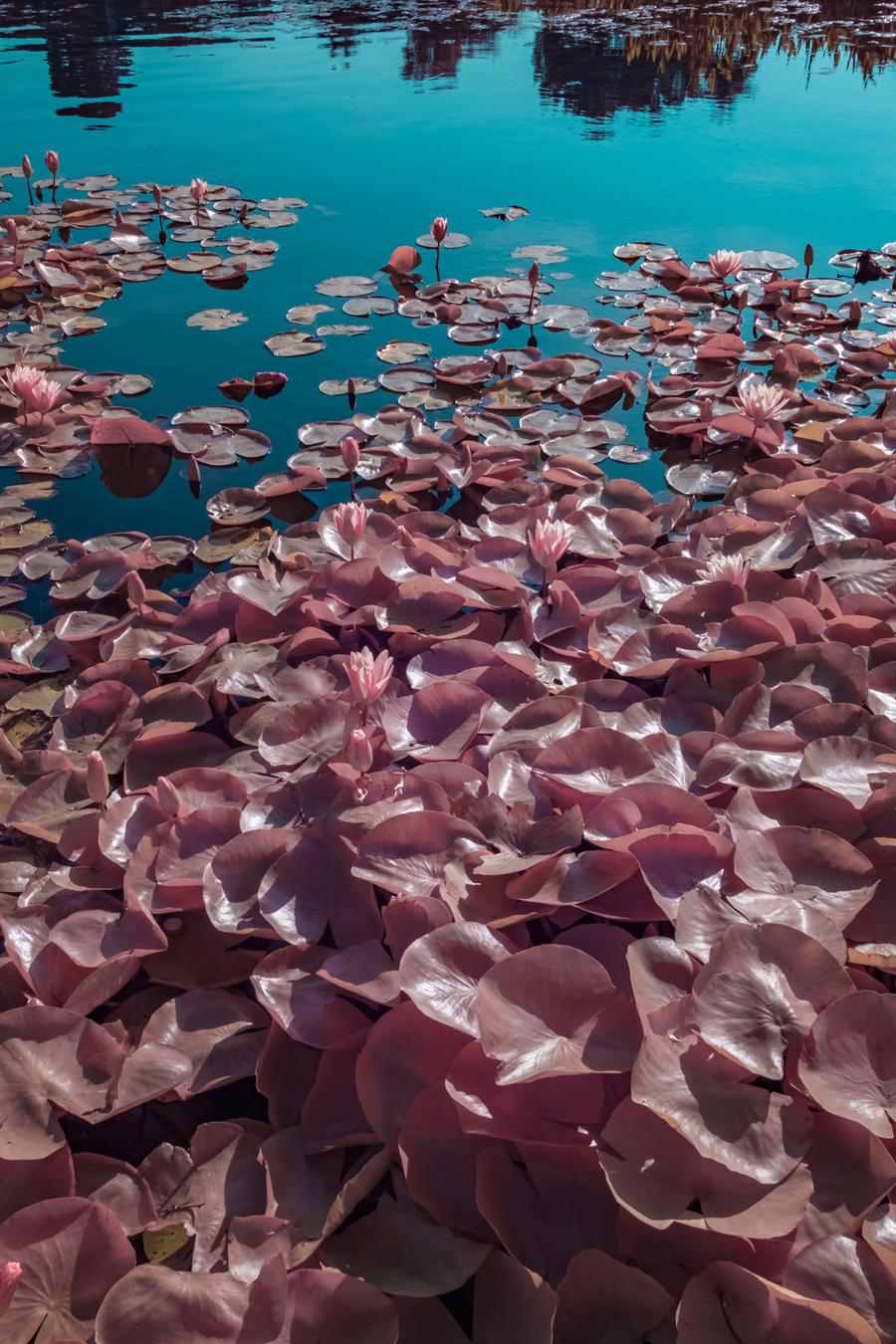 SUMMERINFRARED-67.jpg