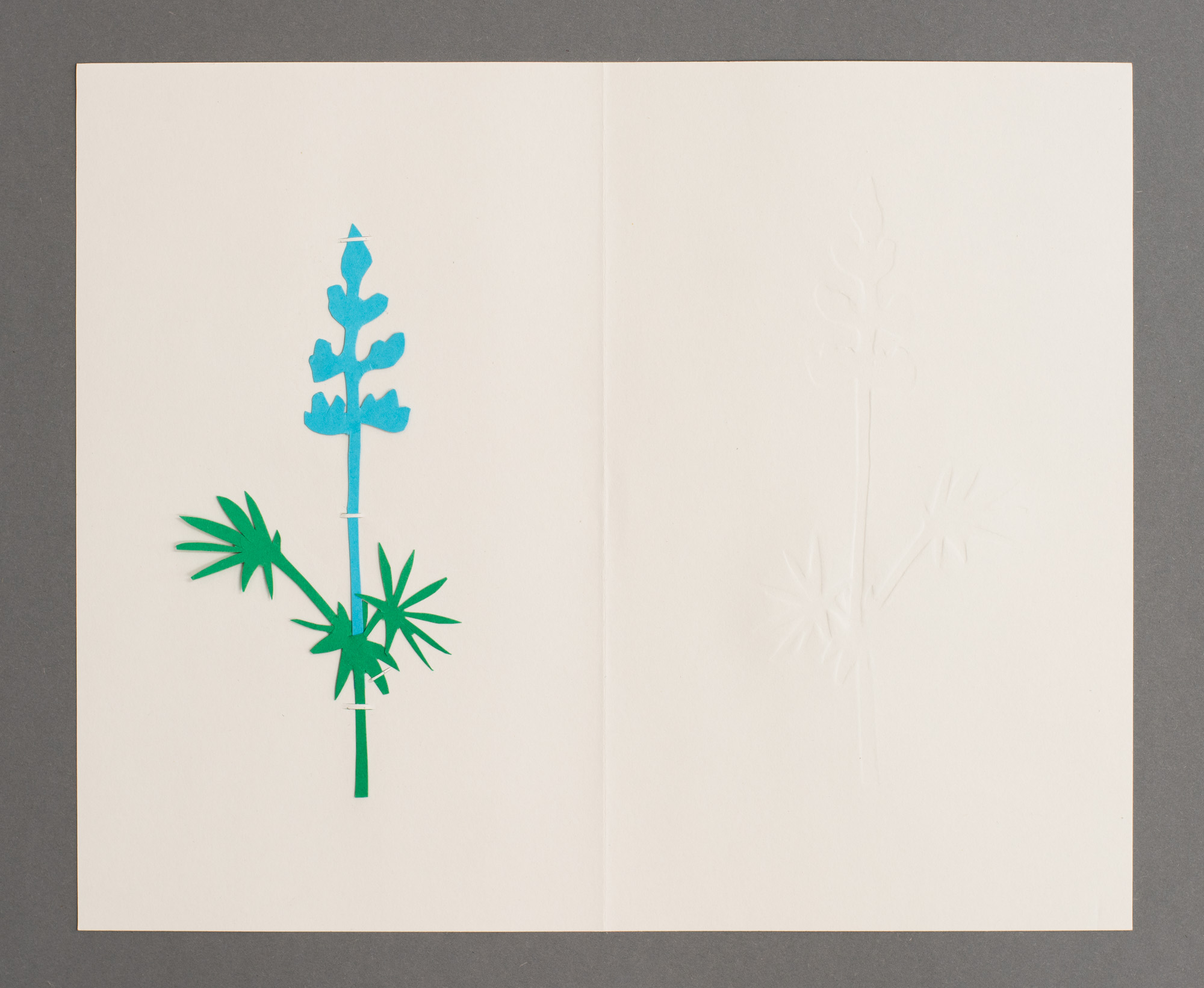 Blue Lupine, ترمس برّي, תורמוס ההרים
