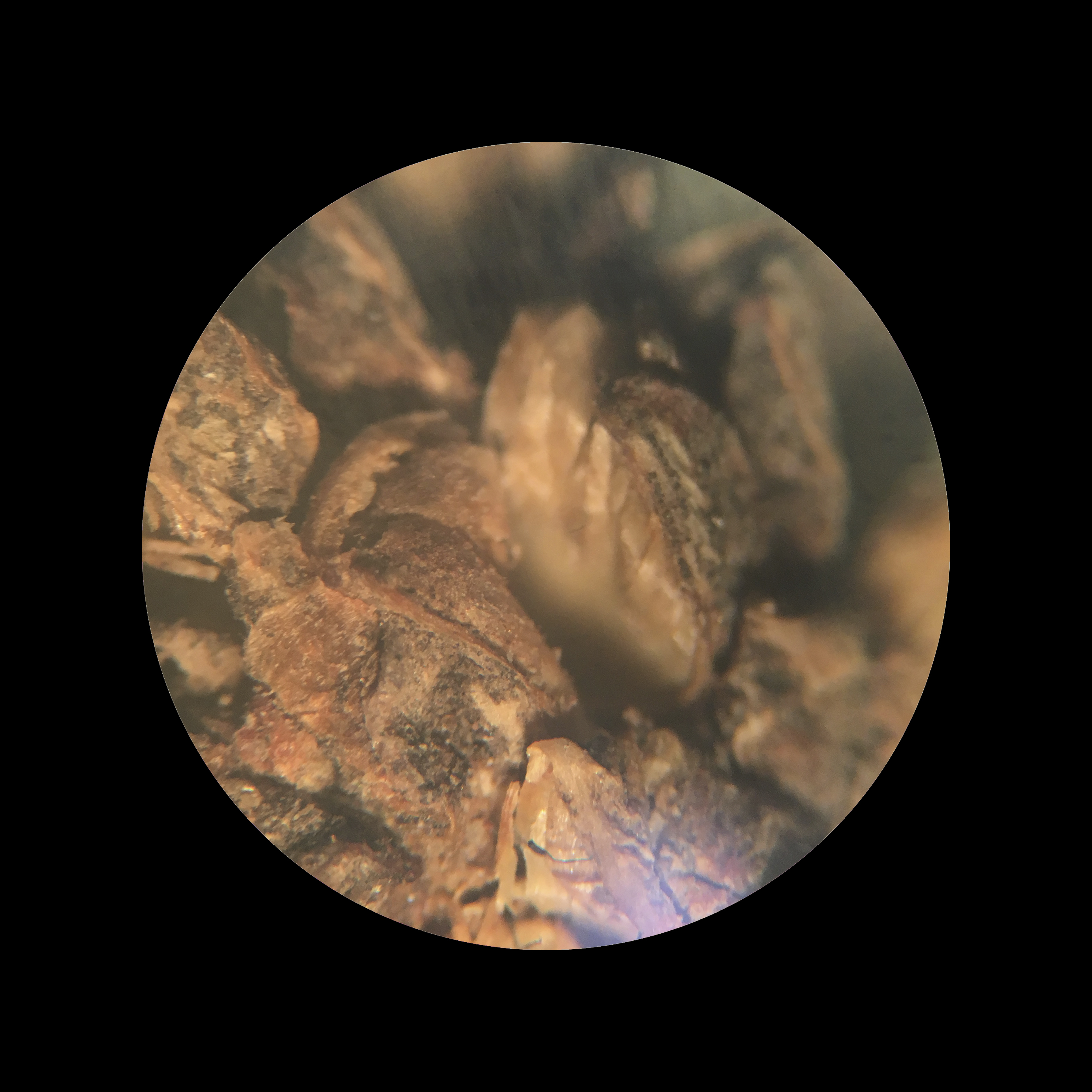Estromatolito