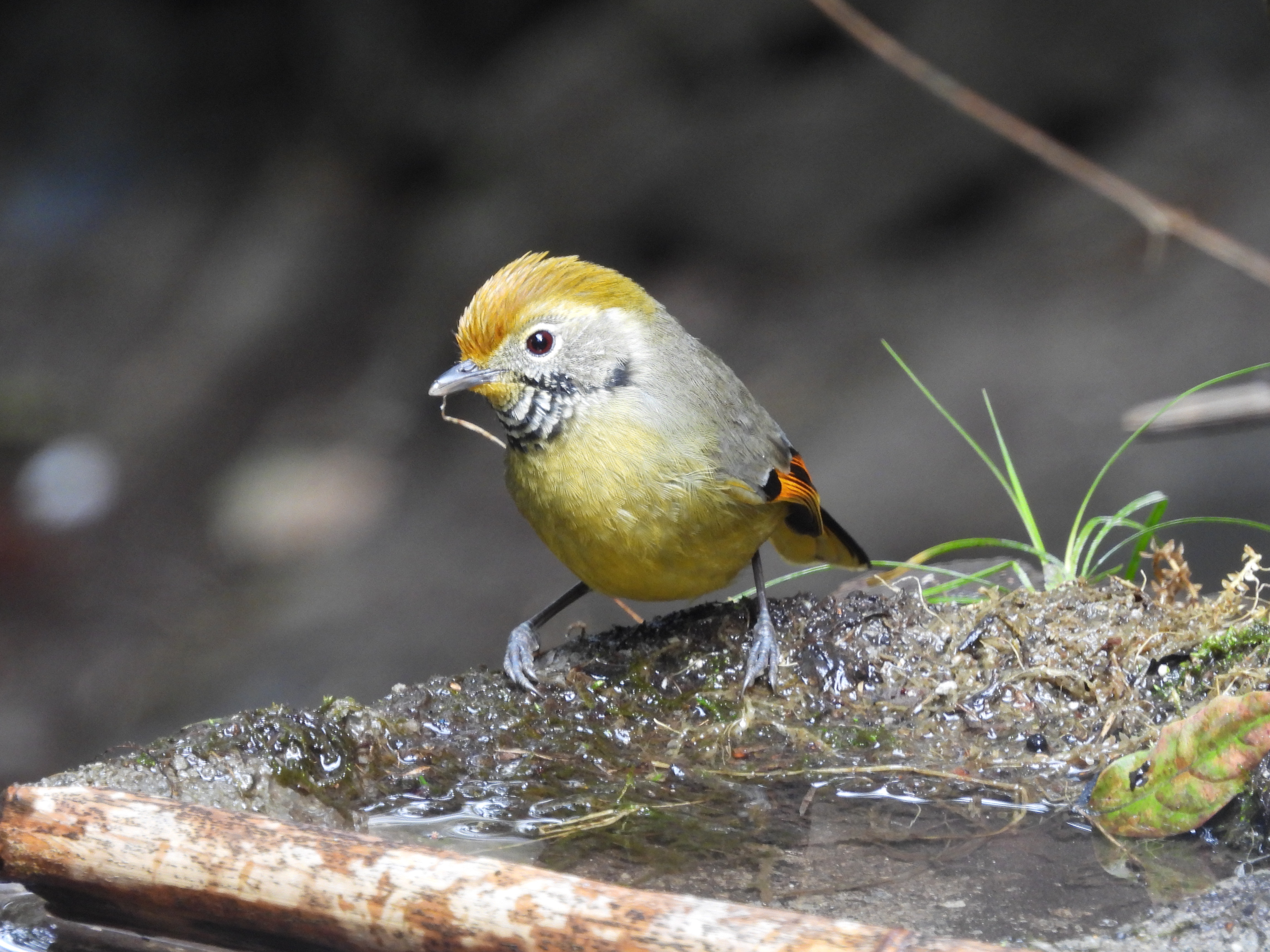斑喉希鹛 Bar-throated Minla