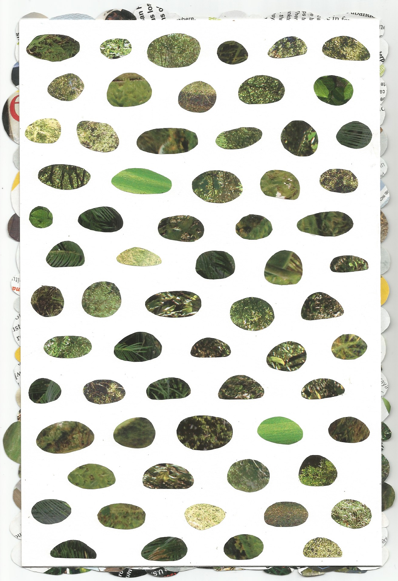 Shemp (Back) - Spring 2017