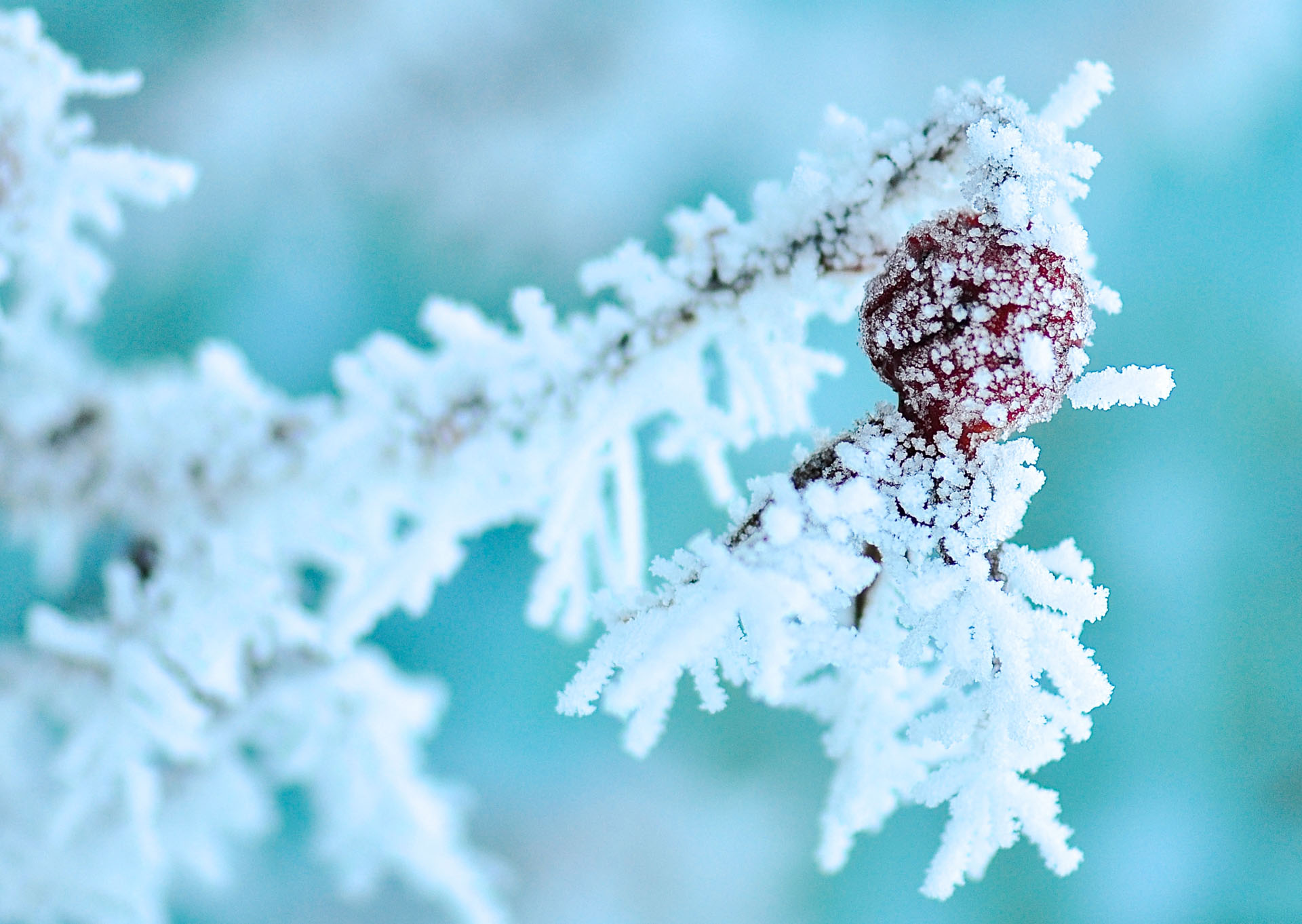 Nr. 268 Spitzenröckchen