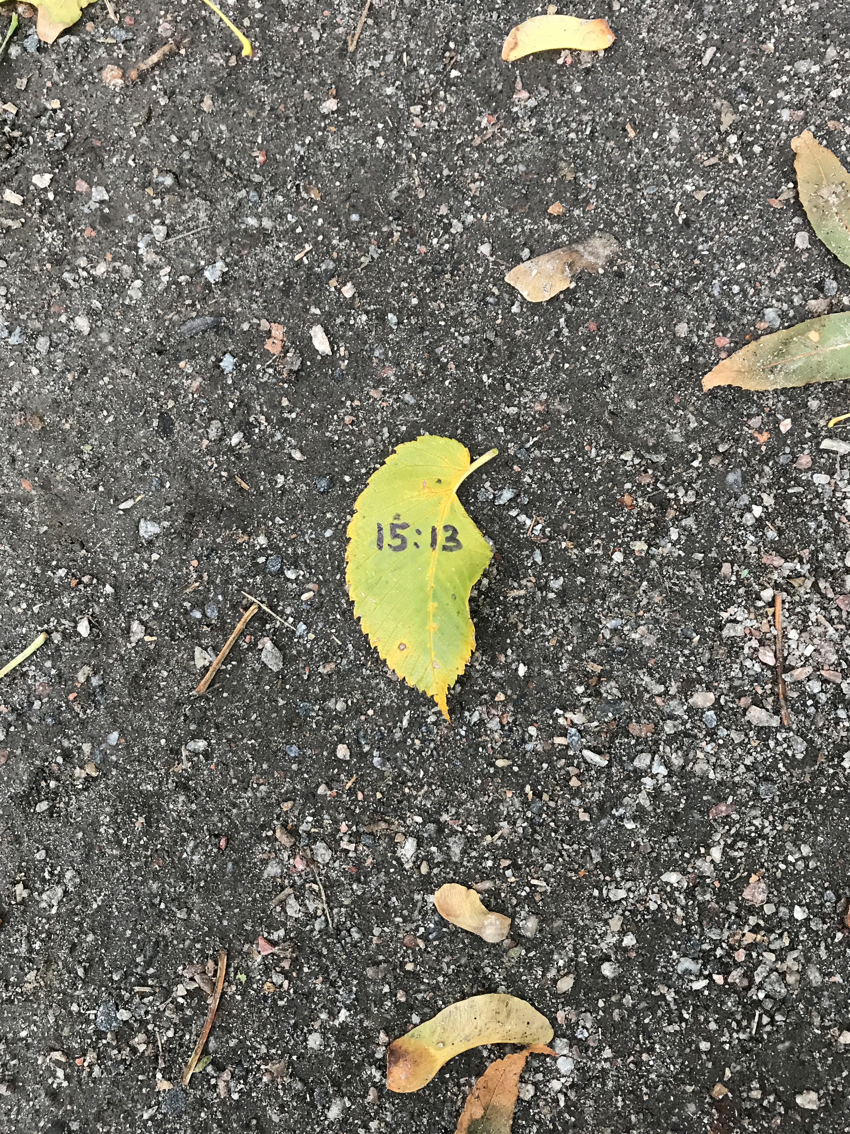 UNTITLEDPhoto, sizes variables, 2017Fixed the time when a leaf fell to the ground