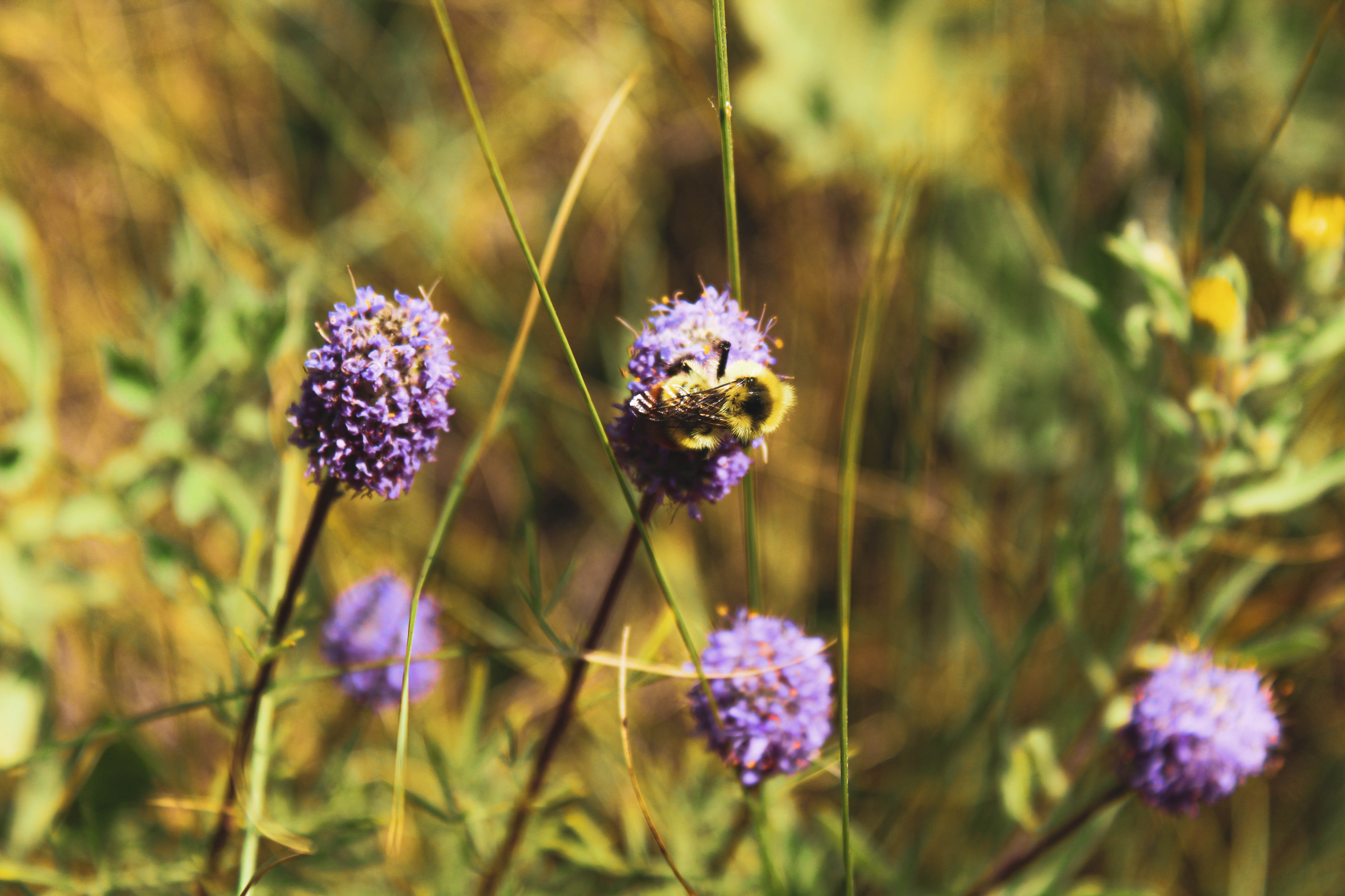 purple flower 01 | 2021 | medicine hat, ab