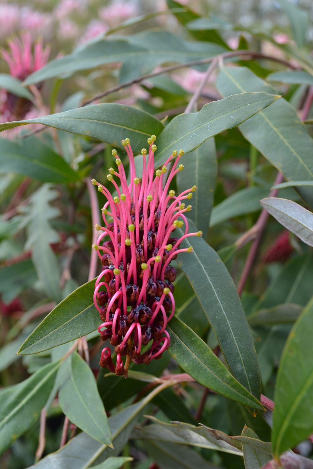 New Variety copy - Iiduka Flower Plants